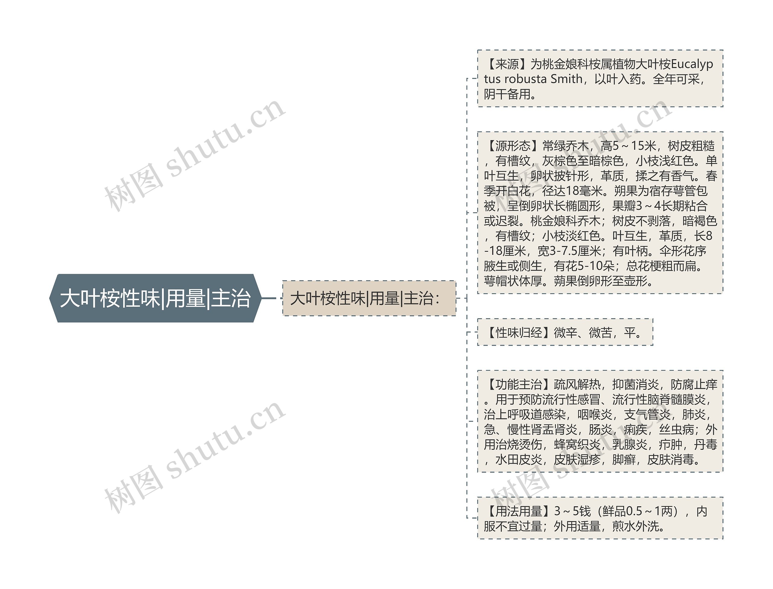 大叶桉性味|用量|主治