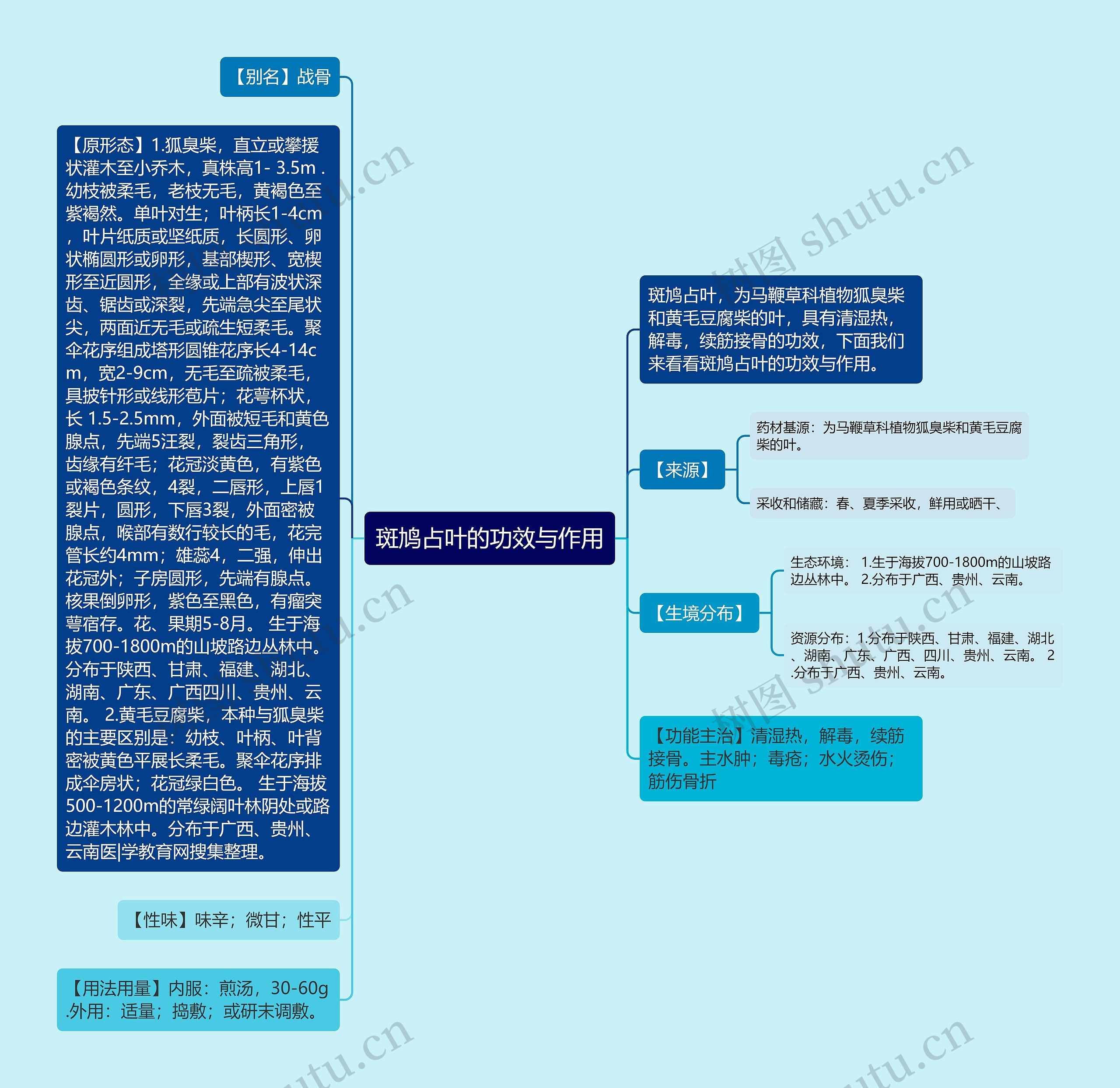 斑鸠占叶的功效与作用思维导图