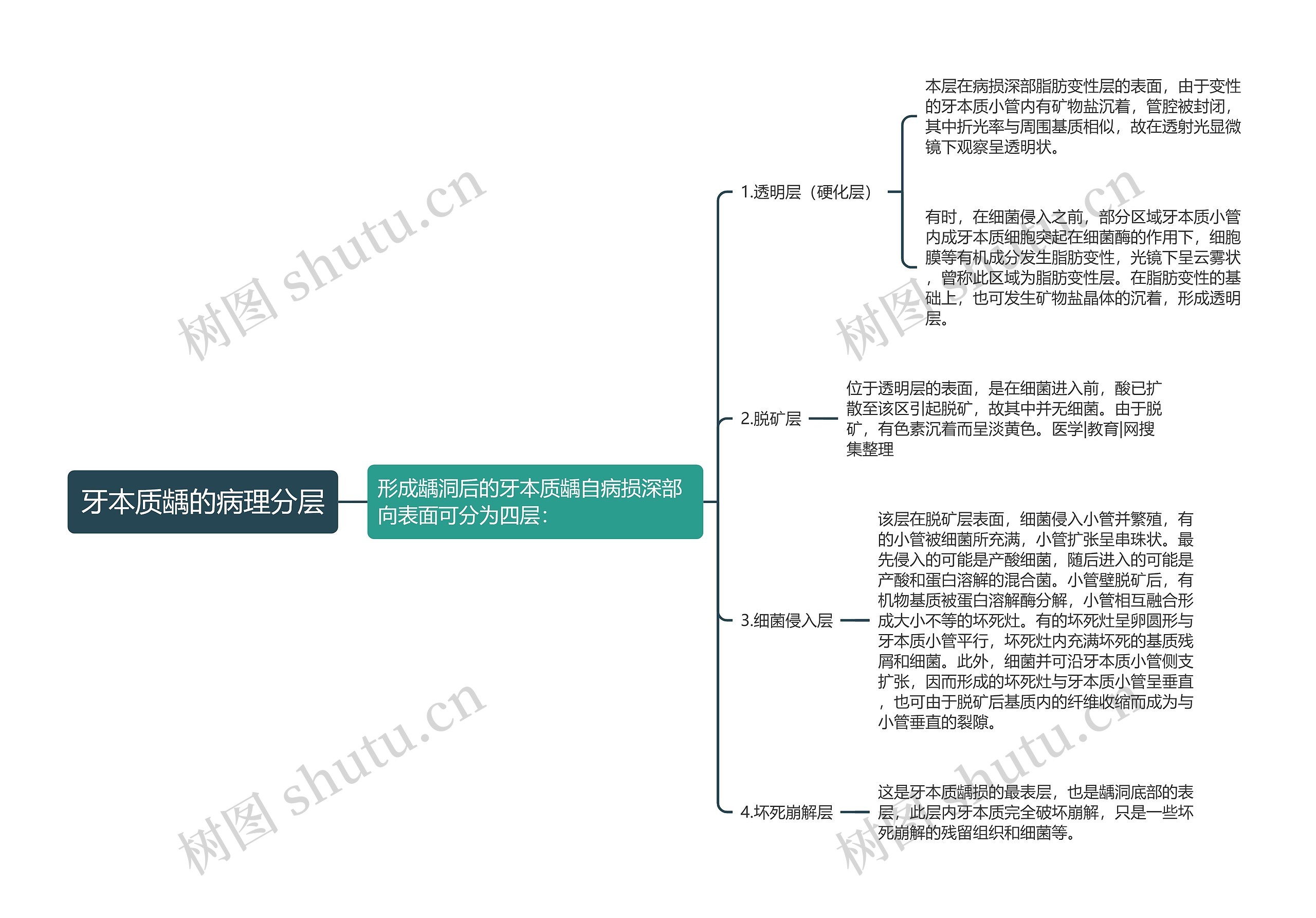 牙本质龋的病理分层