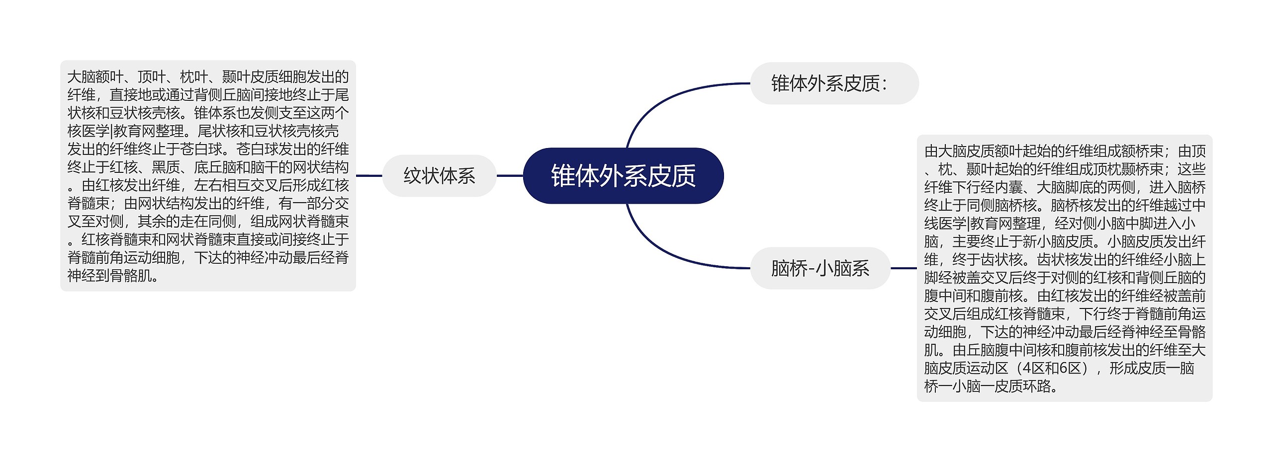 锥体外系皮质