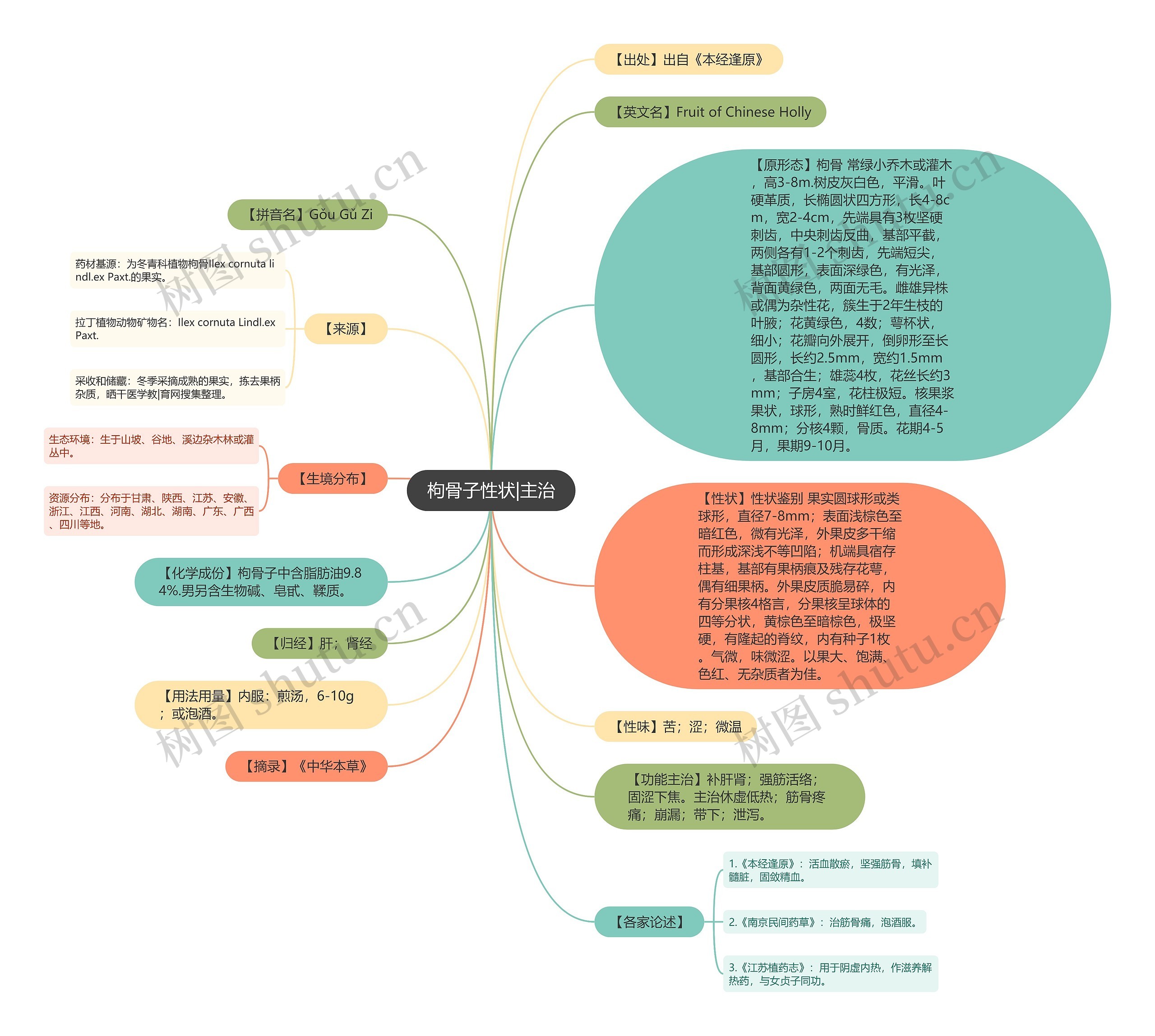 枸骨子性状|主治思维导图