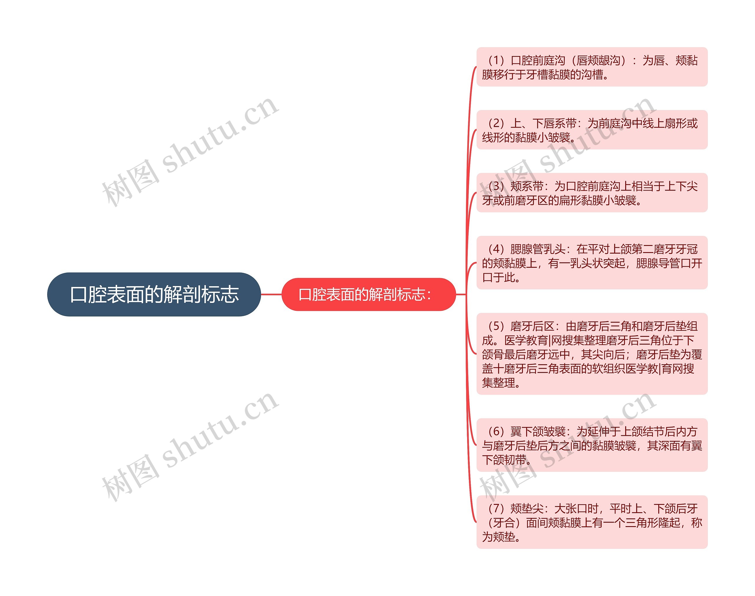 口腔表面的解剖标志思维导图