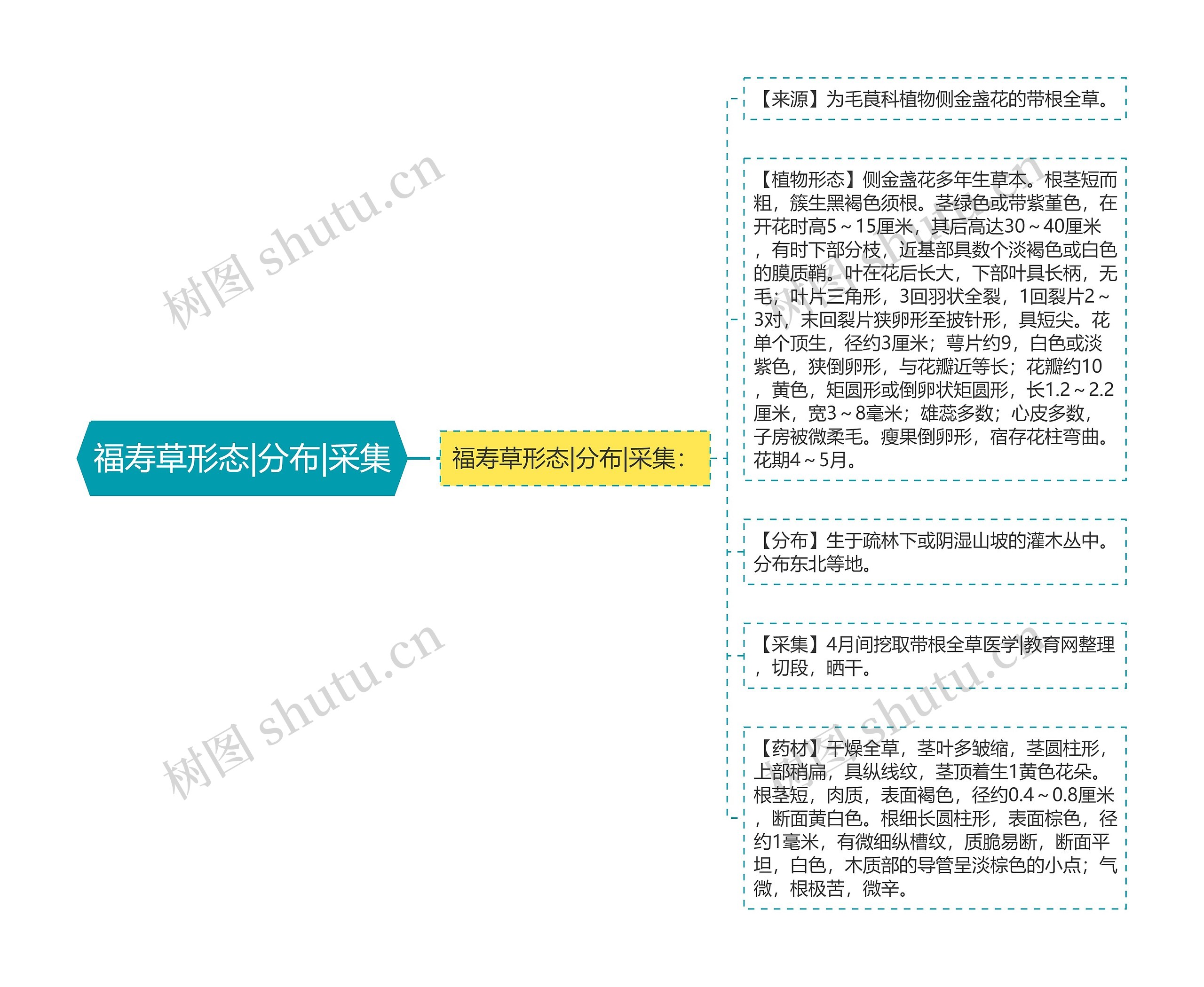 福寿草形态|分布|采集思维导图