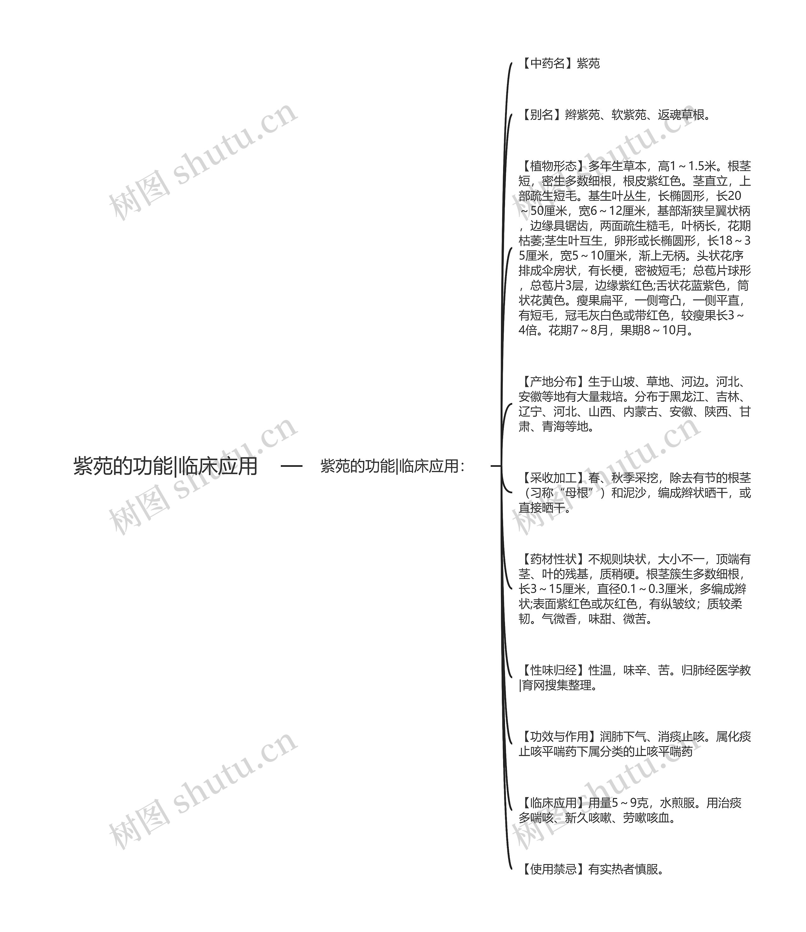 紫苑的功能|临床应用思维导图