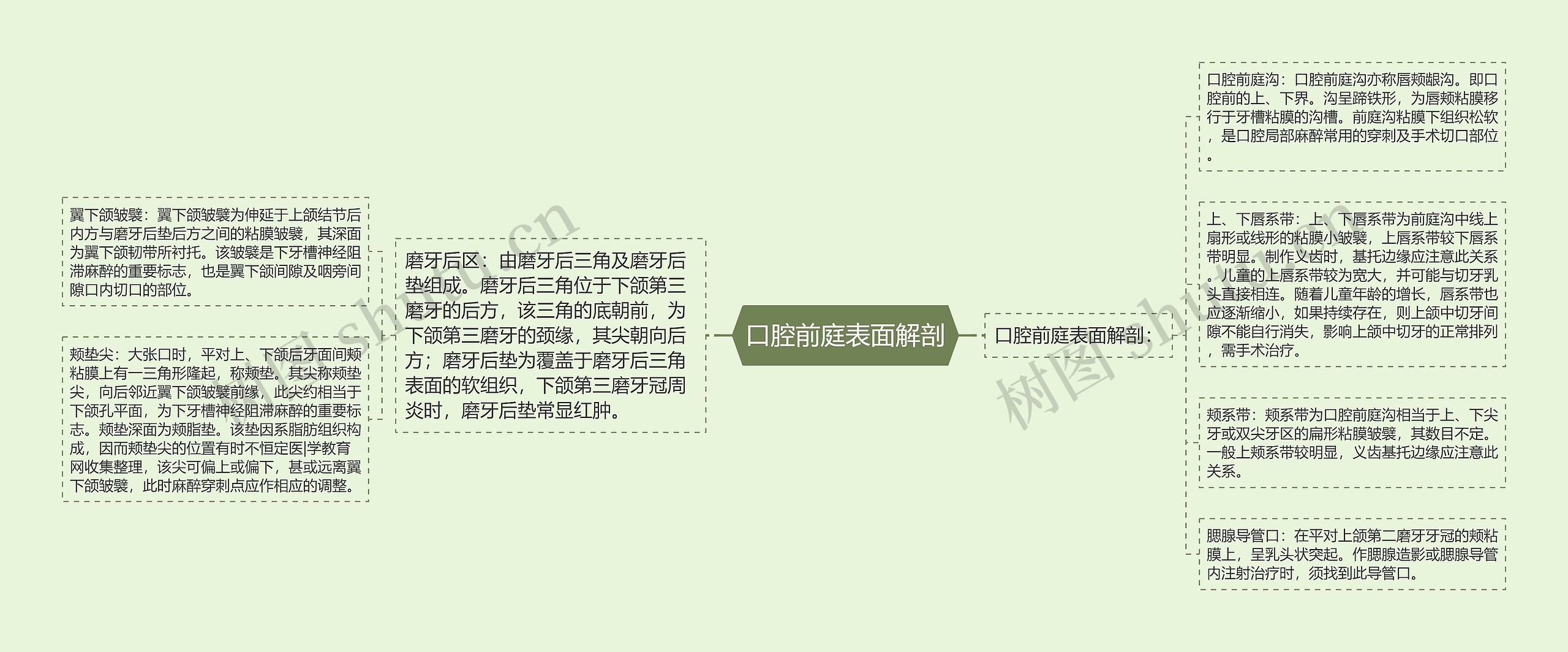 口腔前庭表面解剖 口腔前庭表面解剖