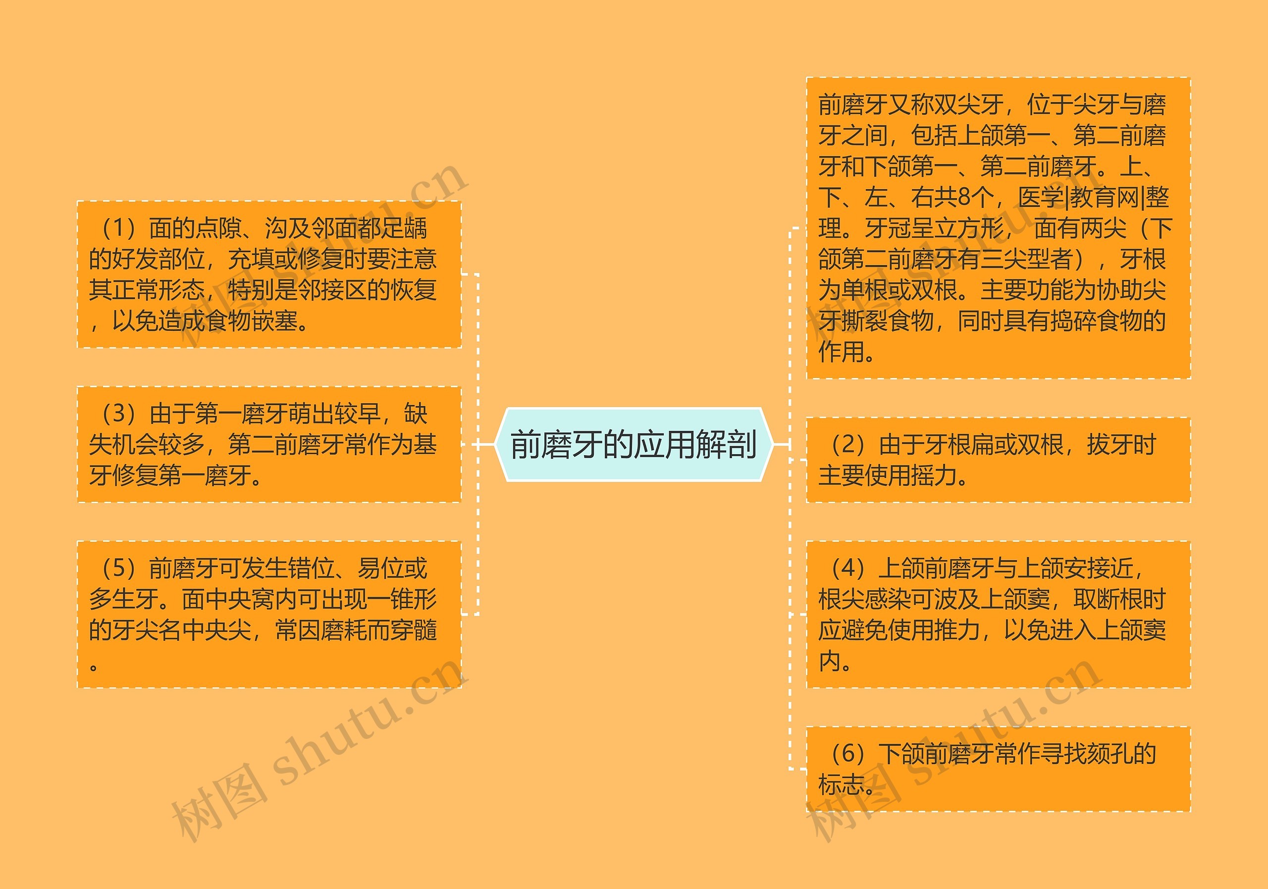 前磨牙的应用解剖 前磨牙的应用解剖