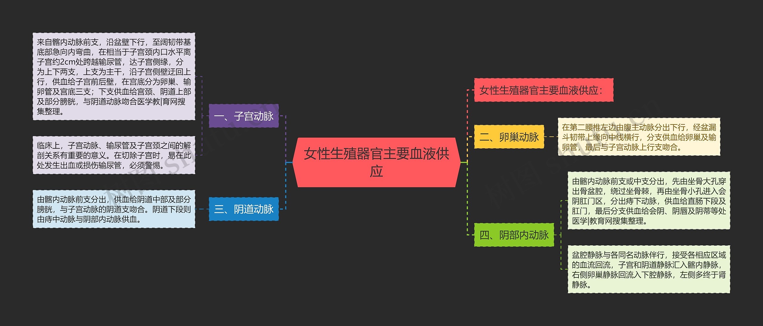 女性生殖器官主要血液供应思维导图