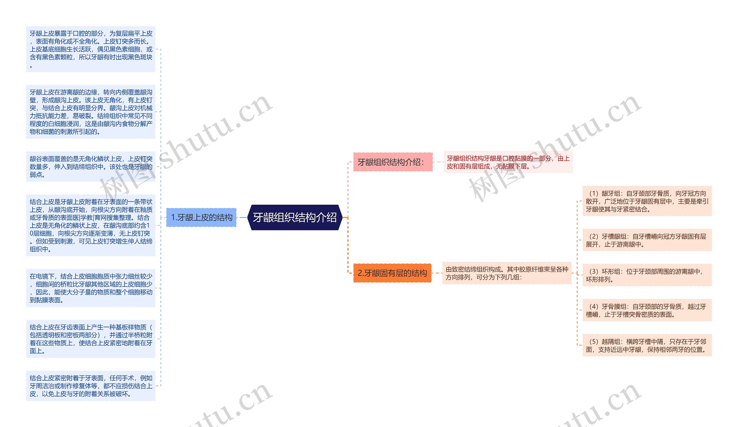 牙龈组织结构介绍