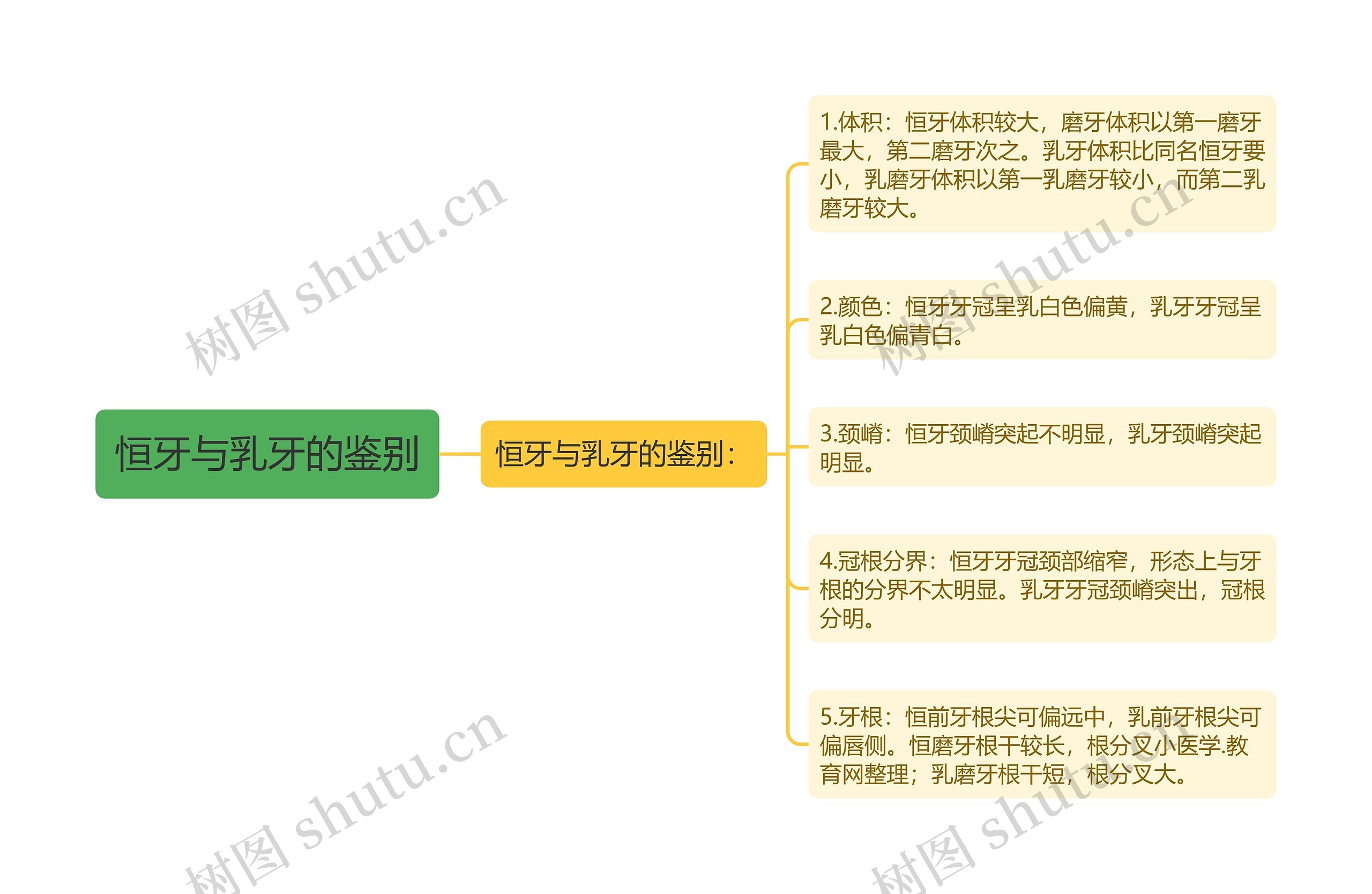 恒牙与乳牙的鉴别