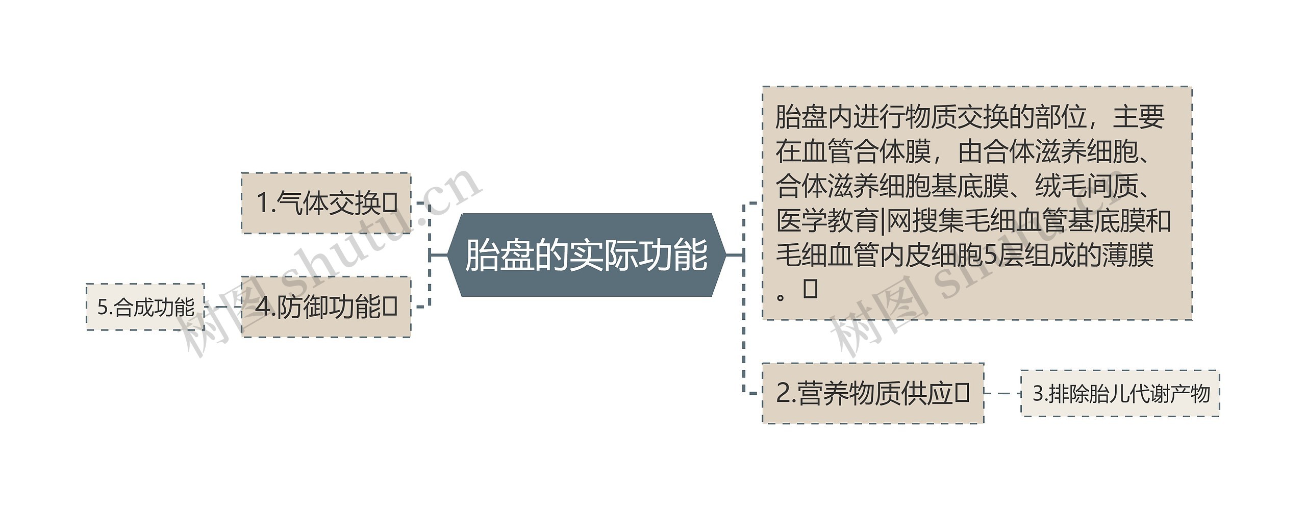 胎盘的实际功能思维导图