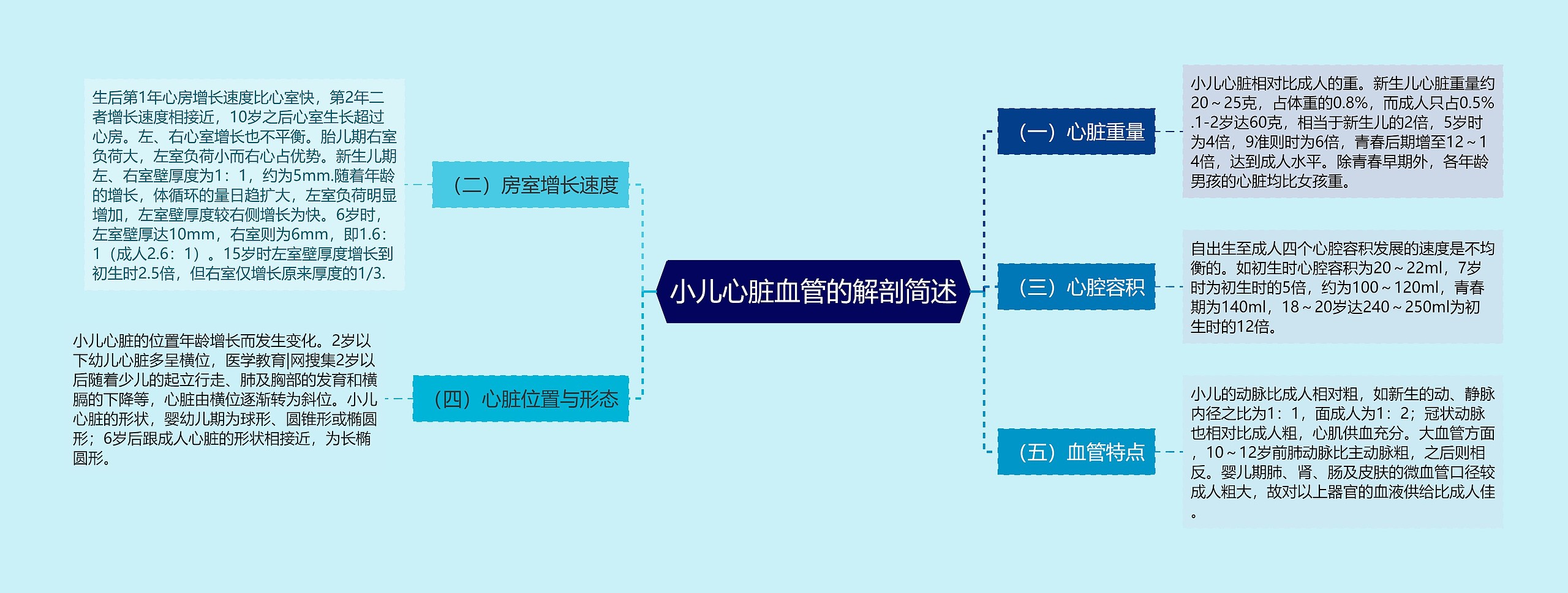 小儿心脏血管的解剖简述