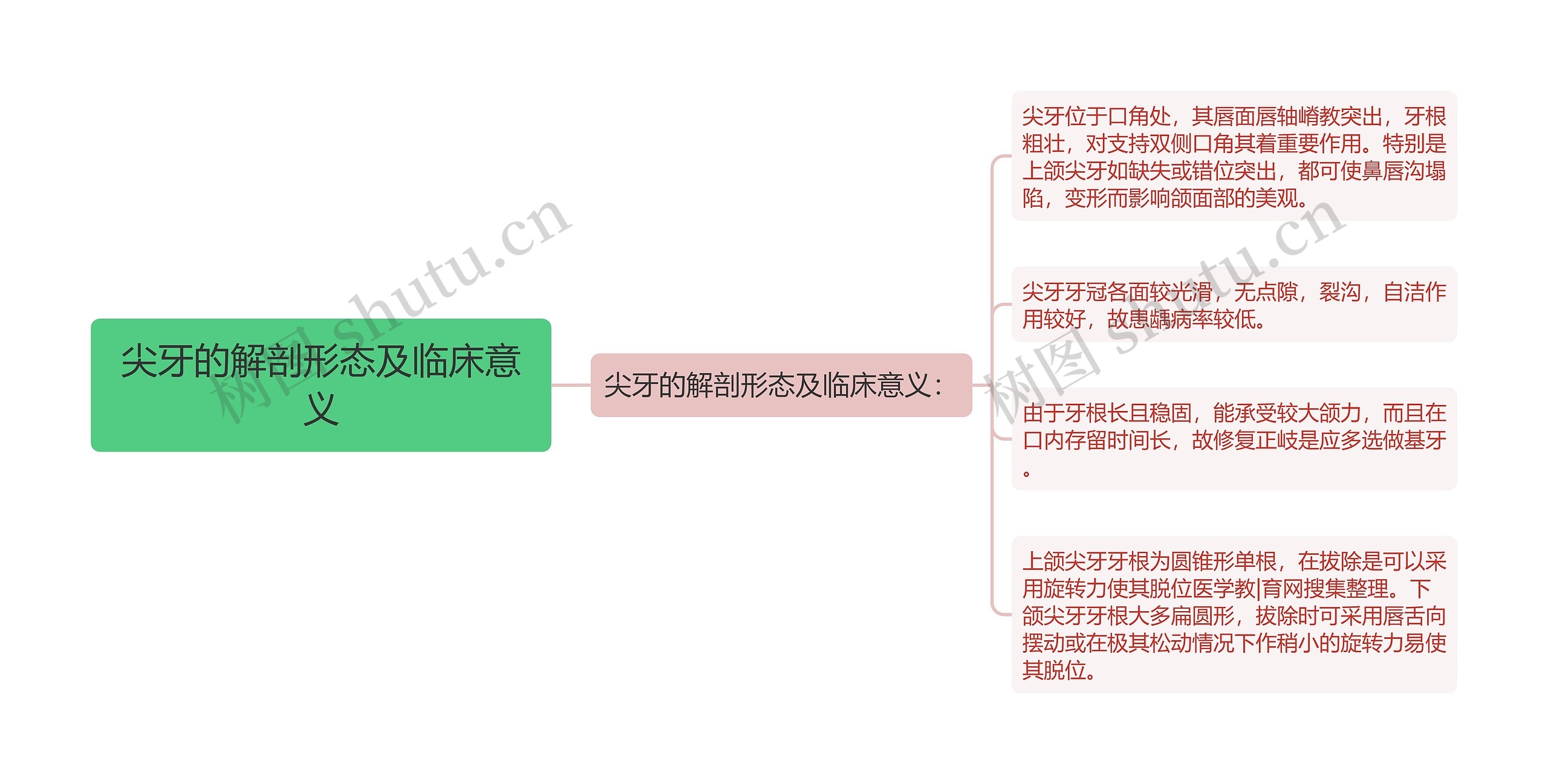 尖牙的解剖形态及临床意义思维导图