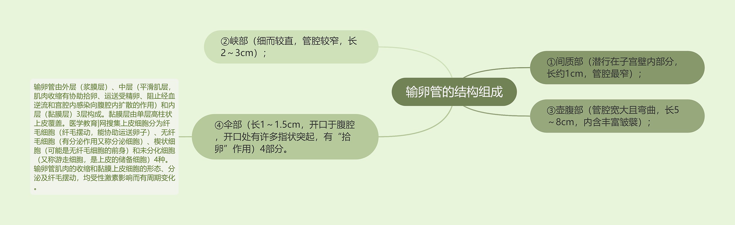 输卵管的结构组成 输卵管的结构组成