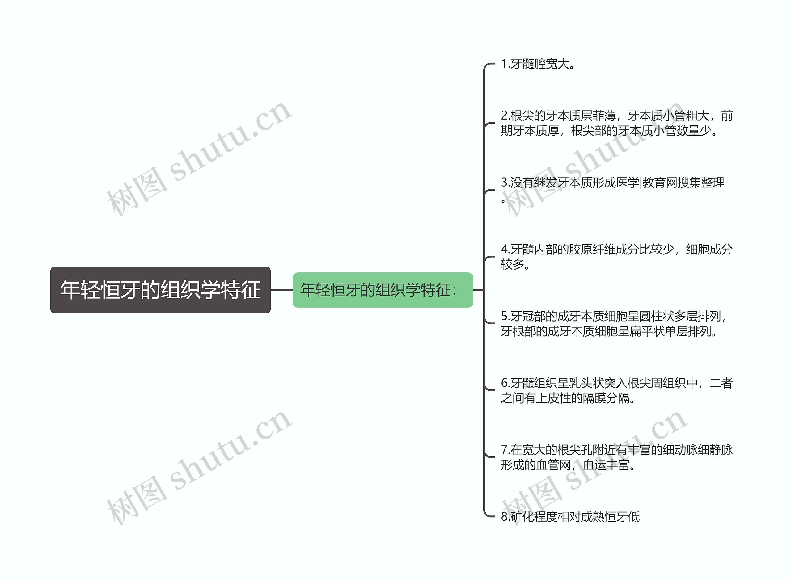 年轻恒牙的组织学特征 年轻恒牙的组织学特征