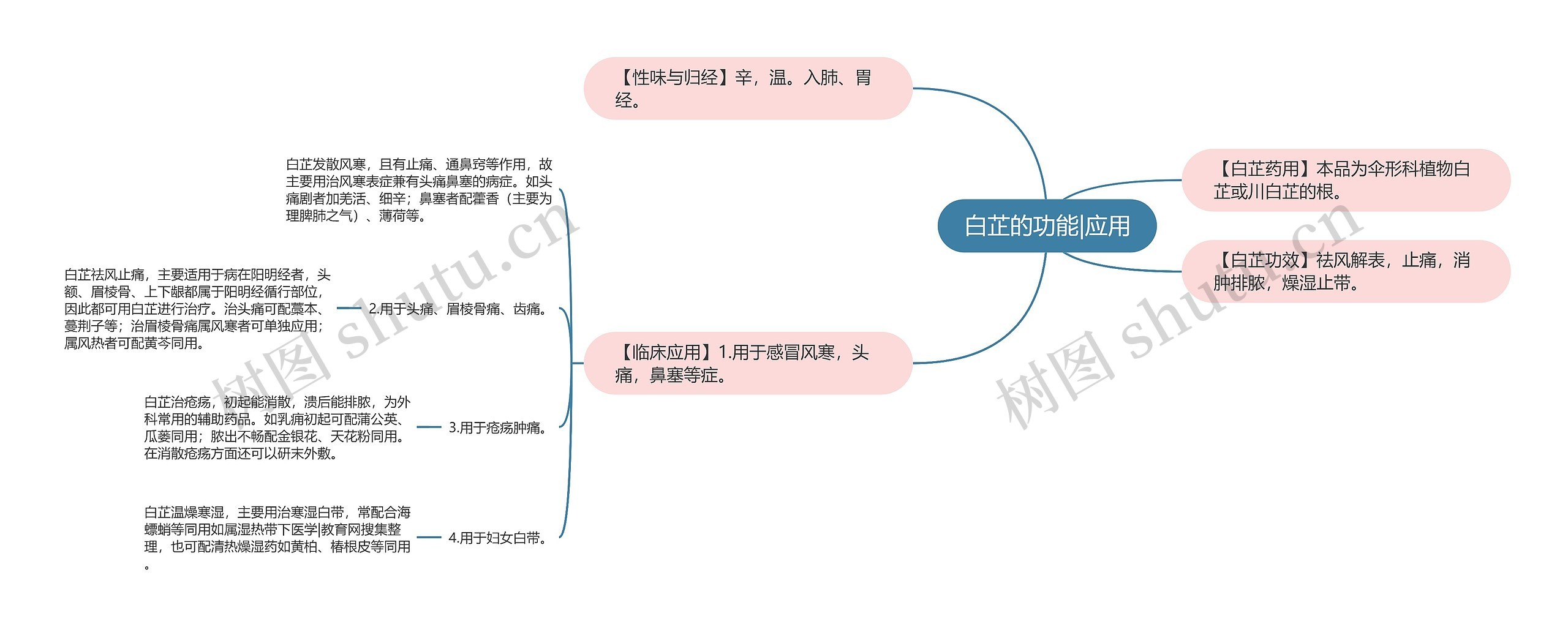 白芷的功能|应用思维导图