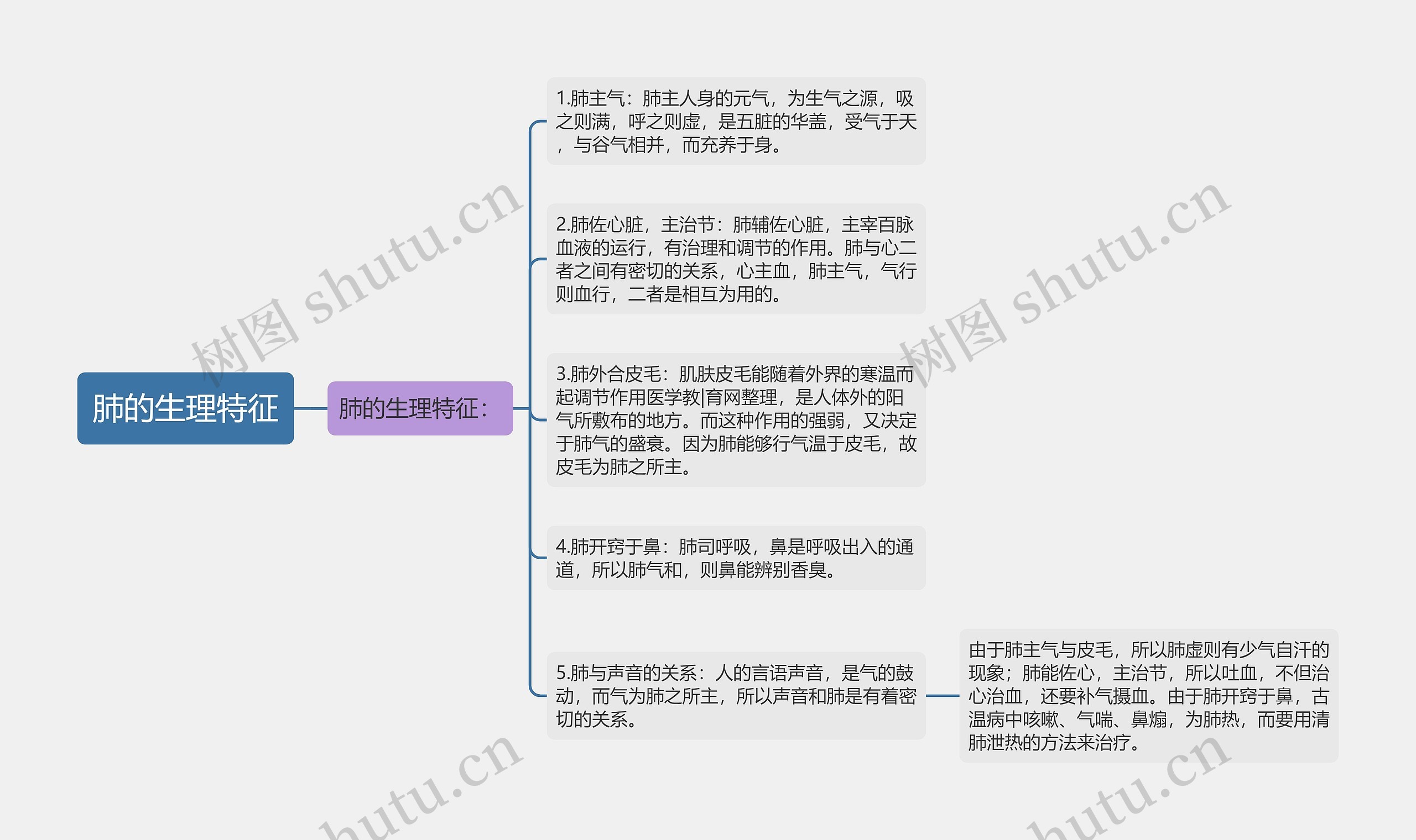 肺的生理特征思维导图