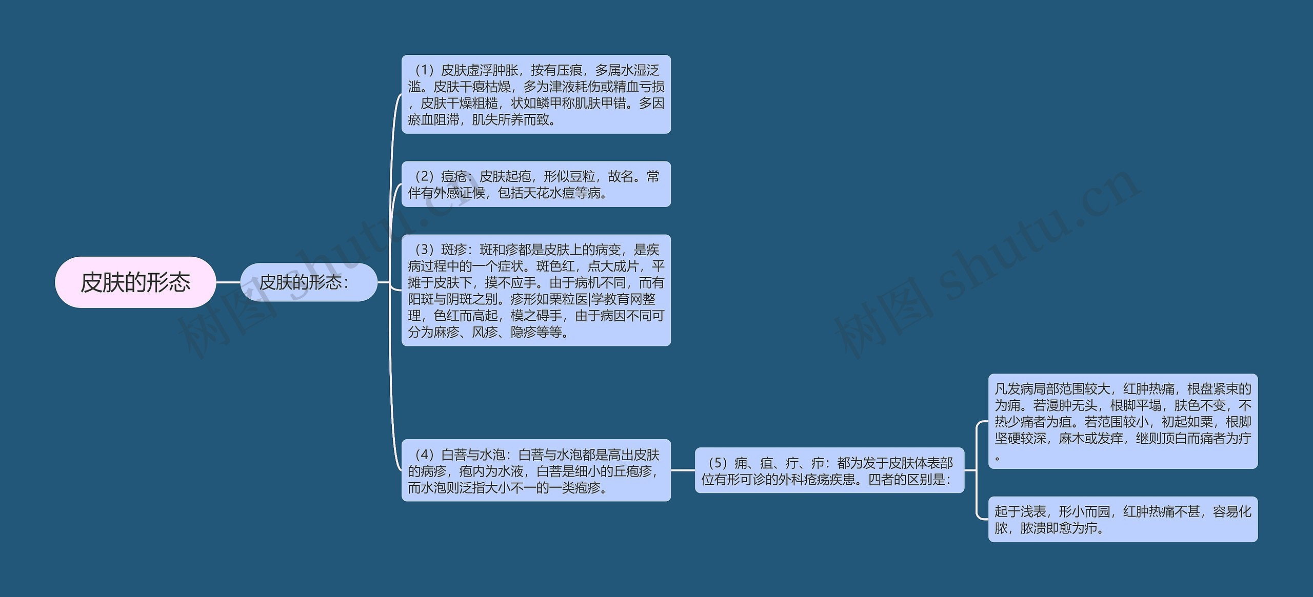 皮肤的形态