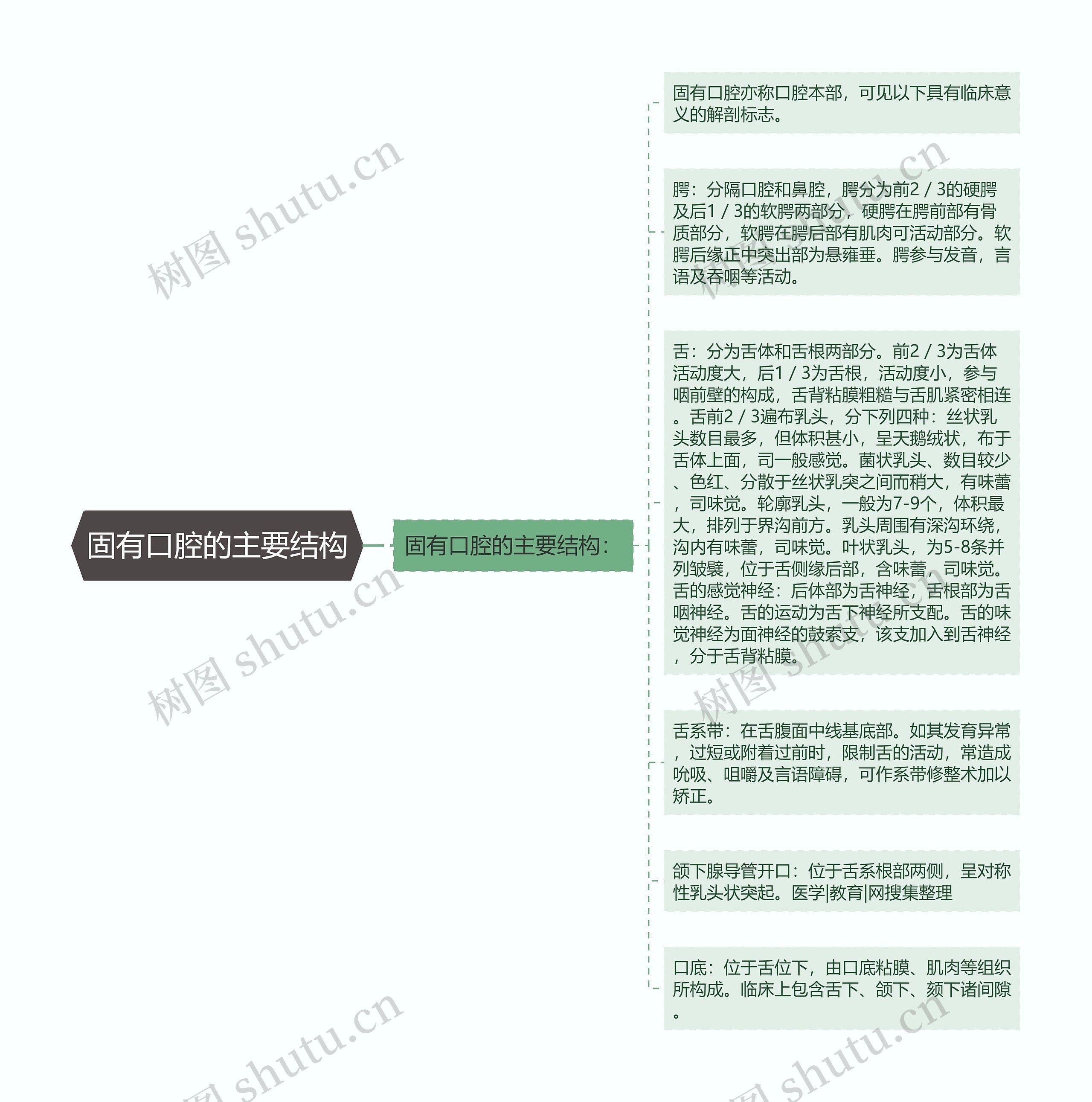 固有口腔的主要结构思维导图