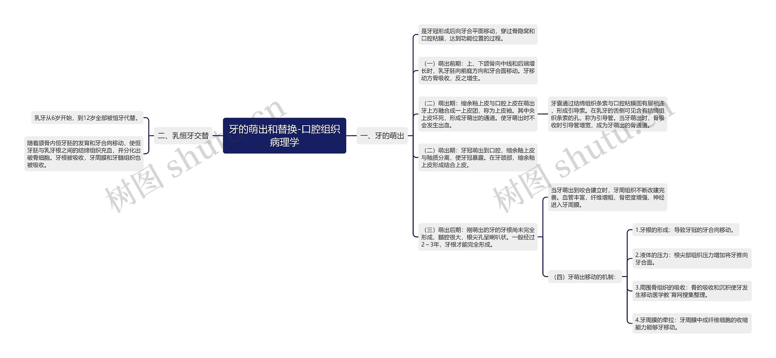 牙的萌出和替换-口腔组织病理学思维导图