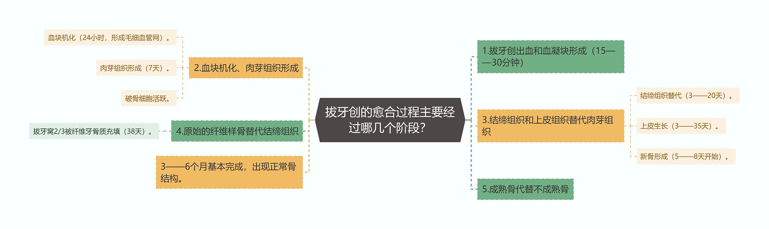 拔牙创的愈合过程主要经过哪几个阶段？