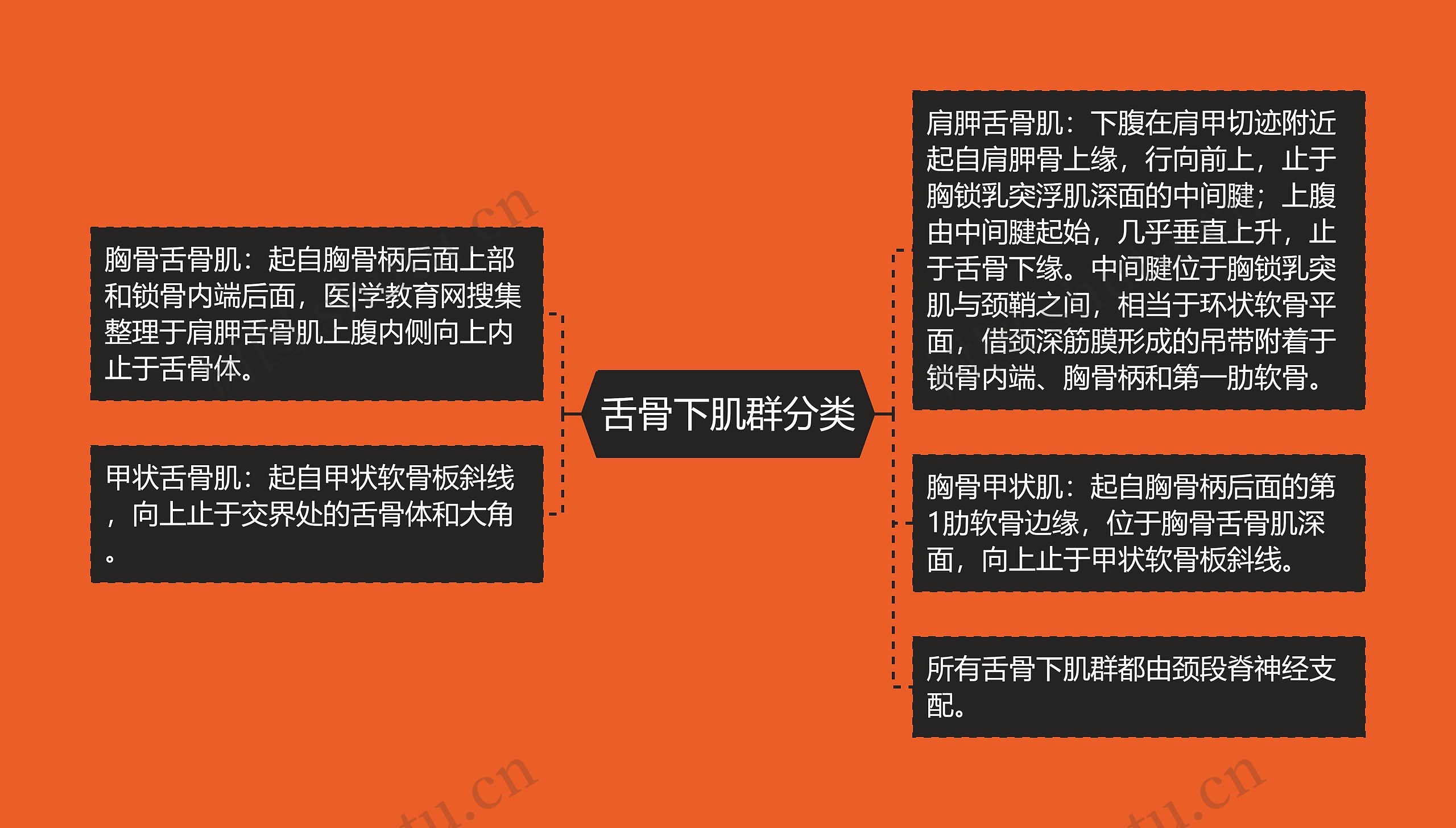 舌骨下肌群分类 舌骨下肌群分类