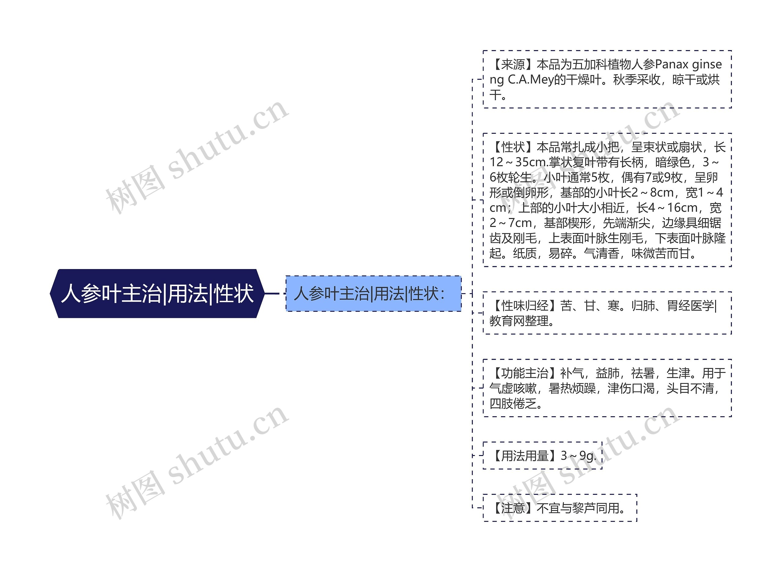 人参叶主治|用法|性状思维导图