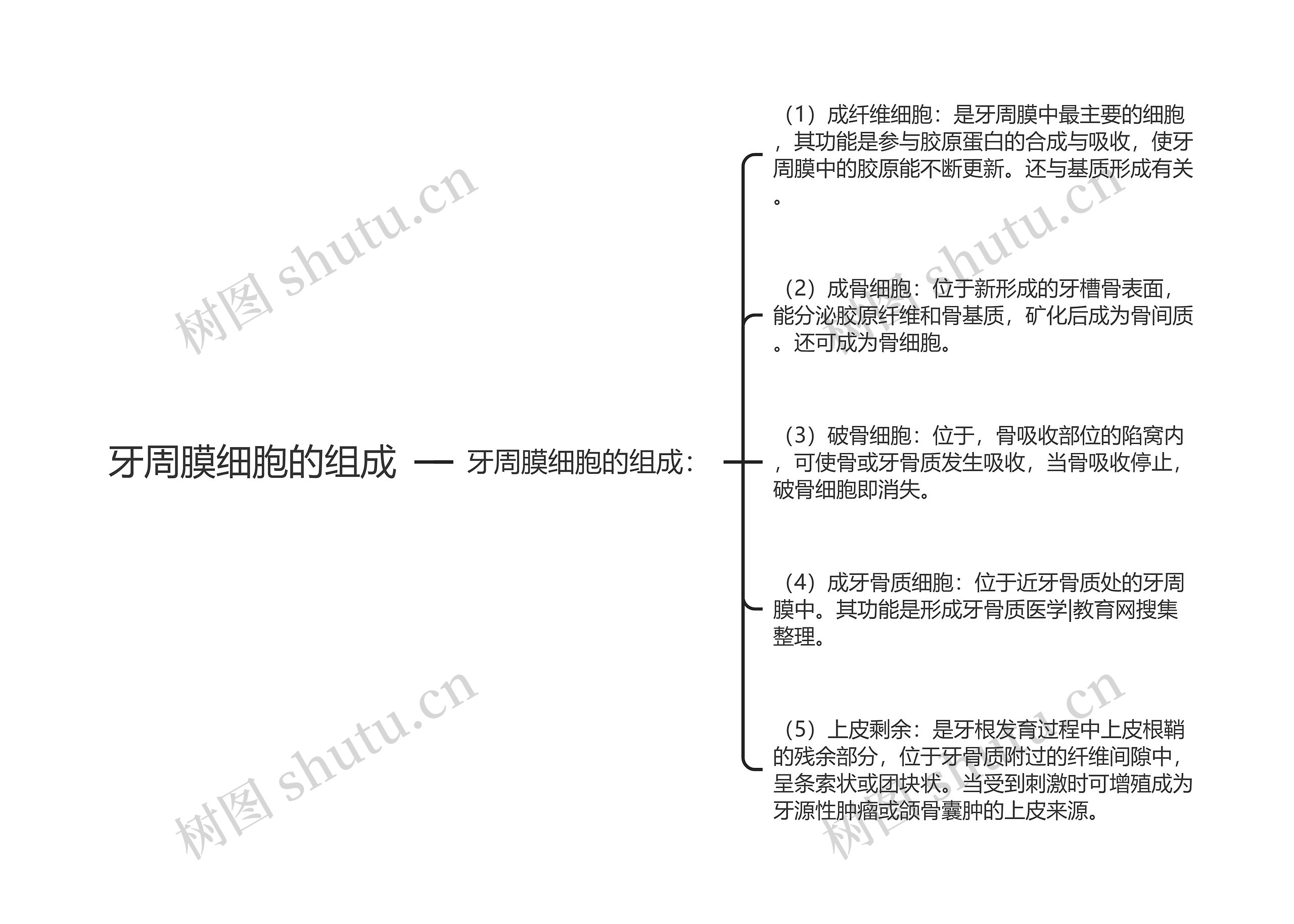 牙周膜细胞的组成思维导图