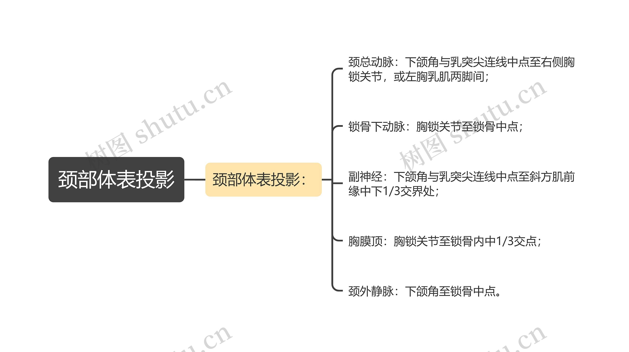 颈部体表投影思维导图