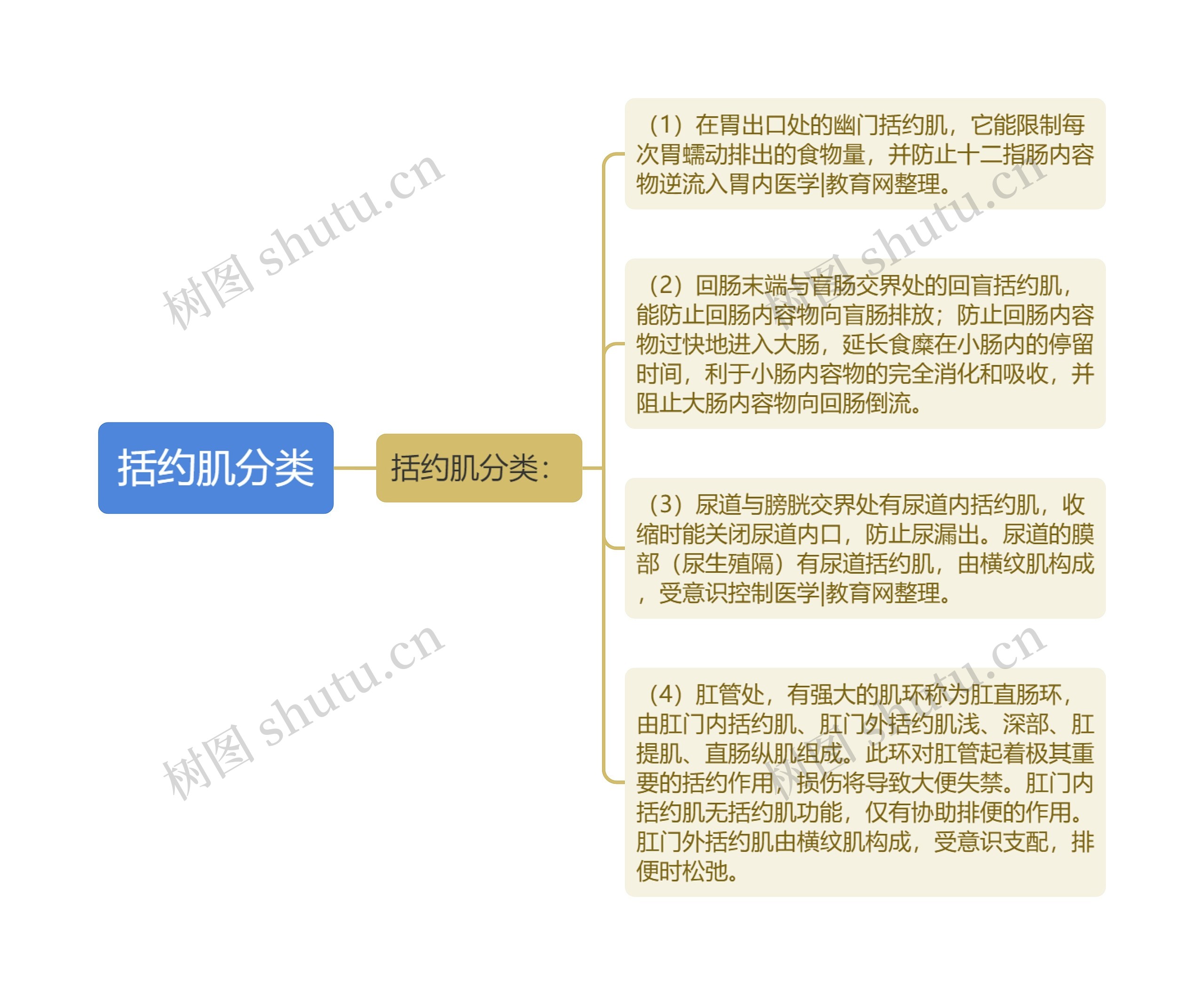 括约肌分类思维导图