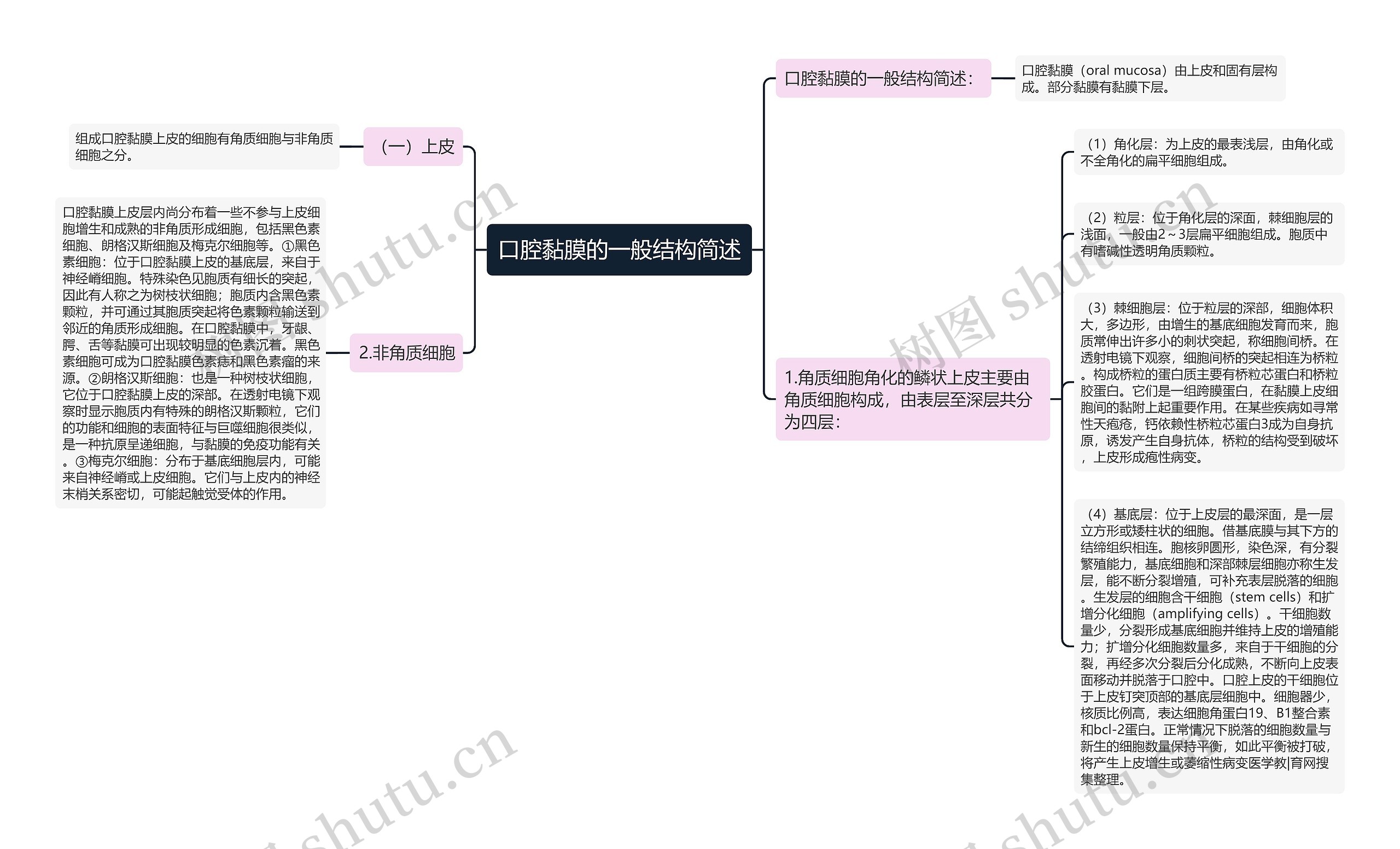 口腔黏膜的一般结构简述思维导图