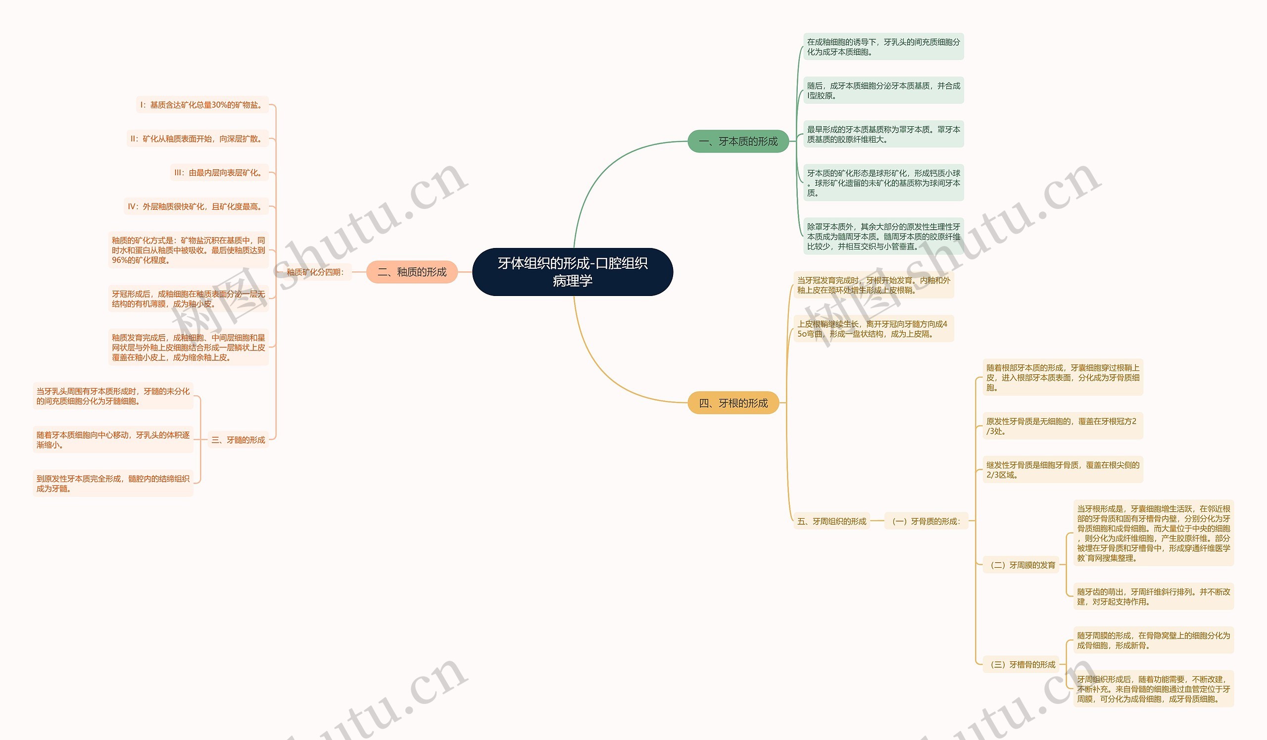 牙体组织的形成-口腔组织病理学