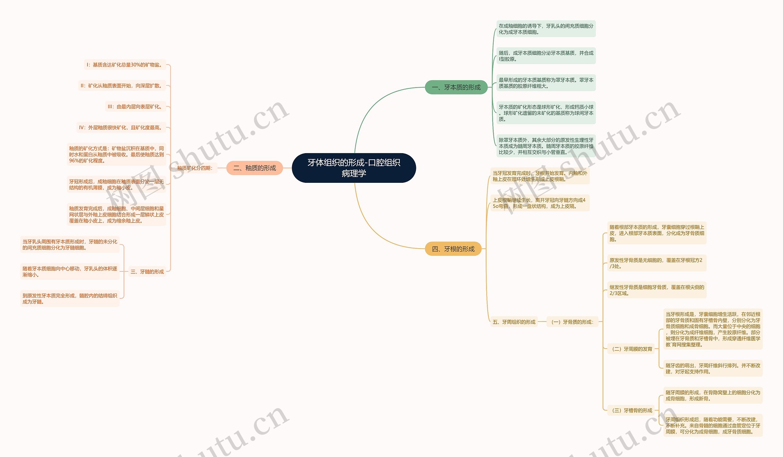 牙体组织的形成-口腔组织病理学 牙体组织的形成-口腔组织病理学