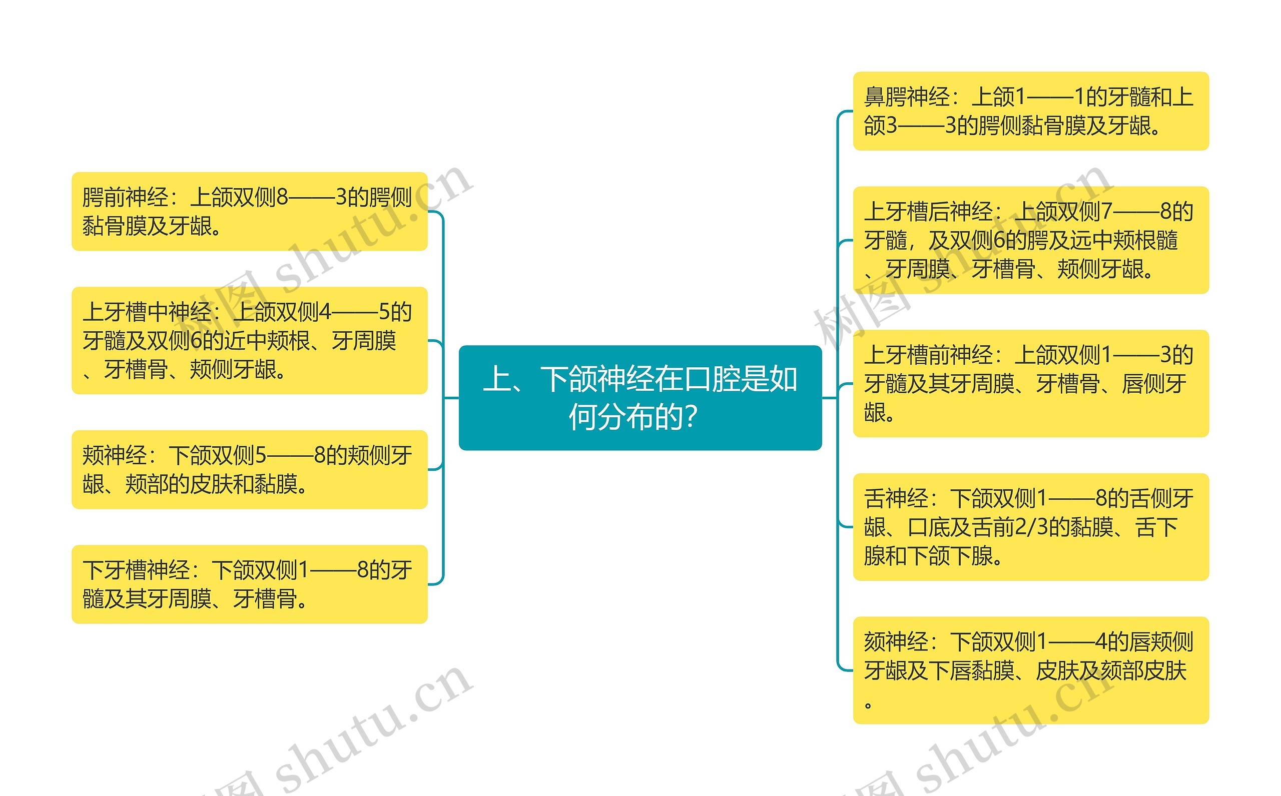 上、下颌神经在口腔是如何分布的？思维导图