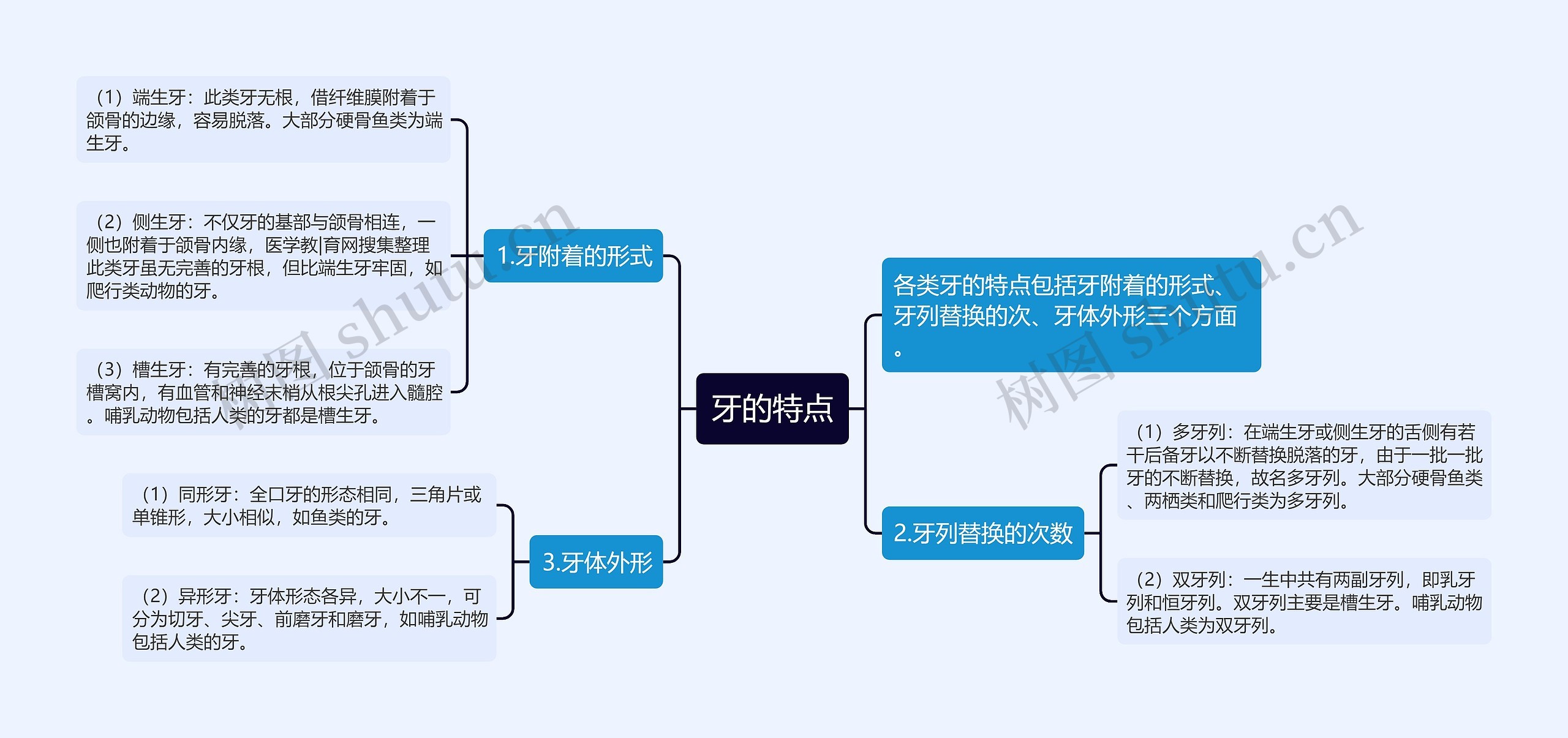 牙的特点