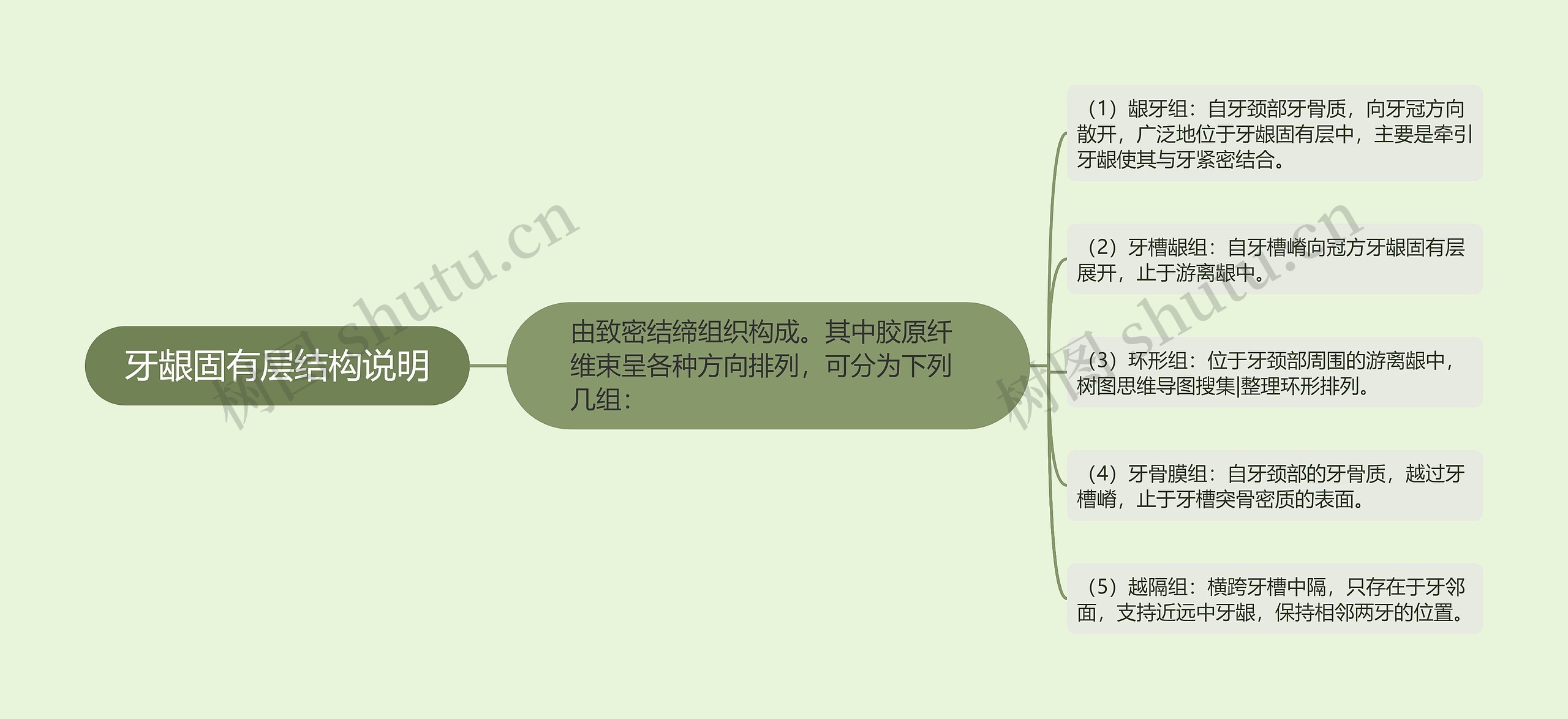 牙龈固有层结构说明思维导图