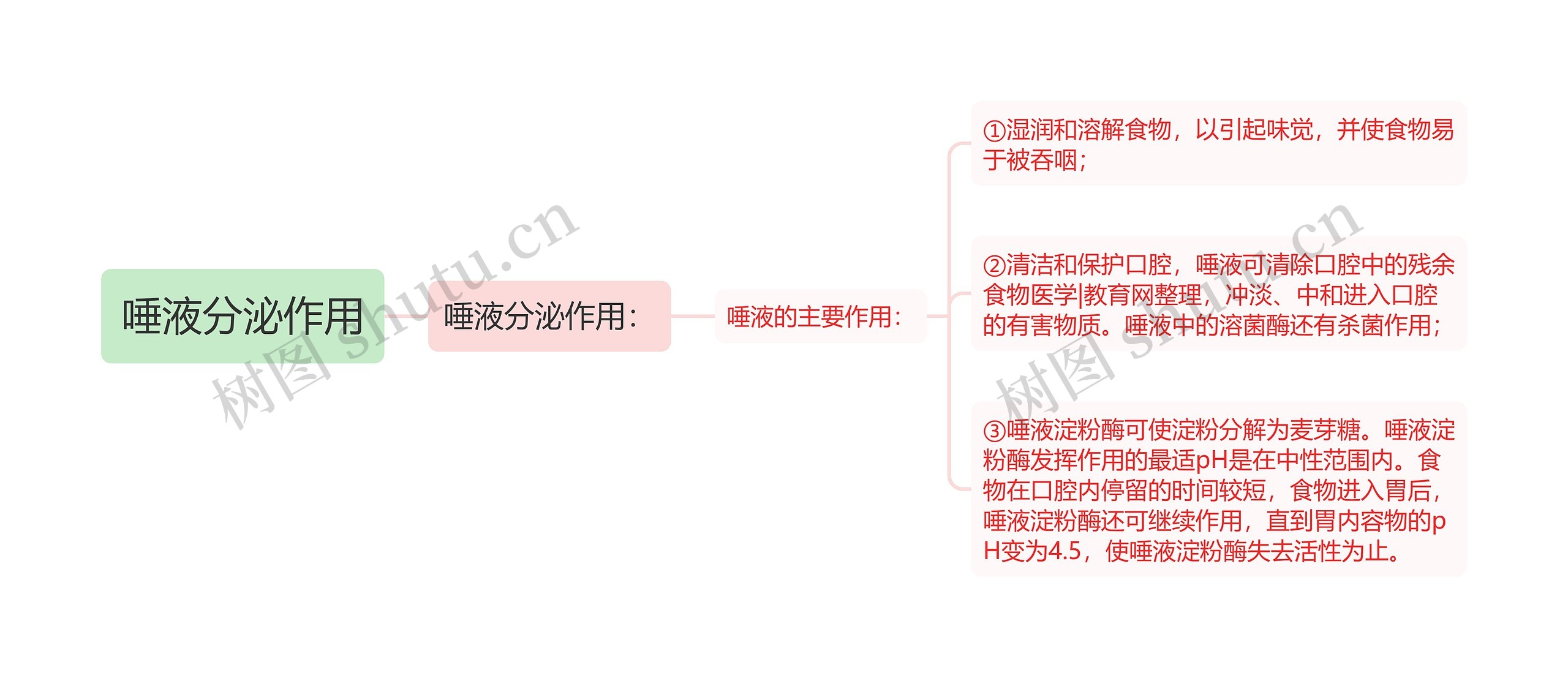 唾液分泌作用思维导图