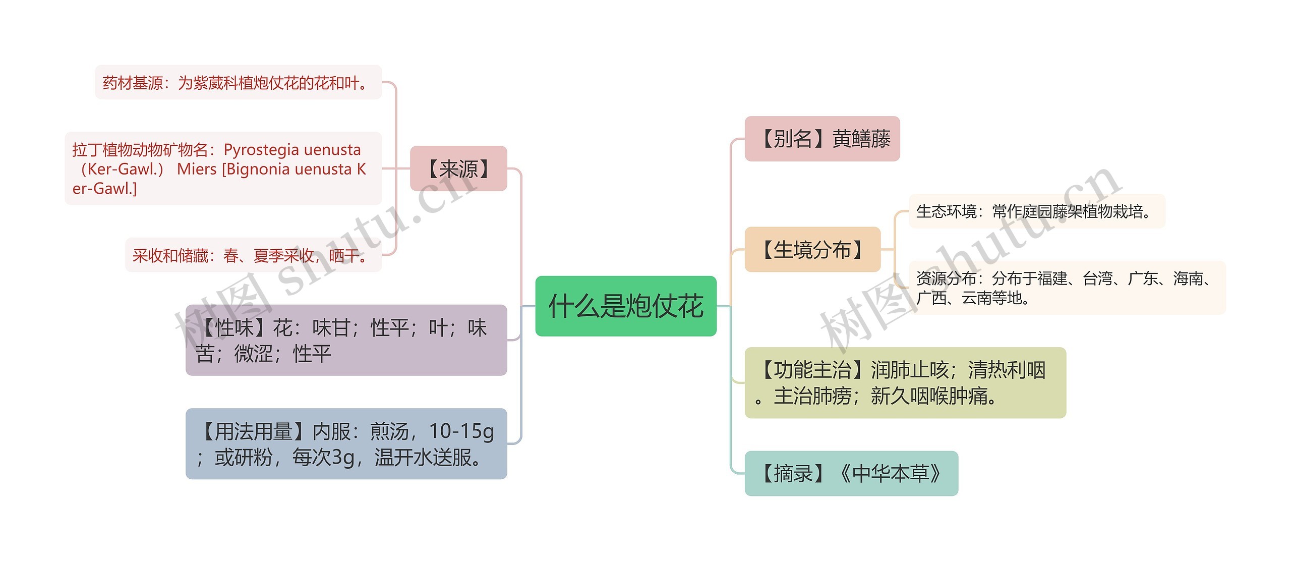 什么是炮仗花思维导图