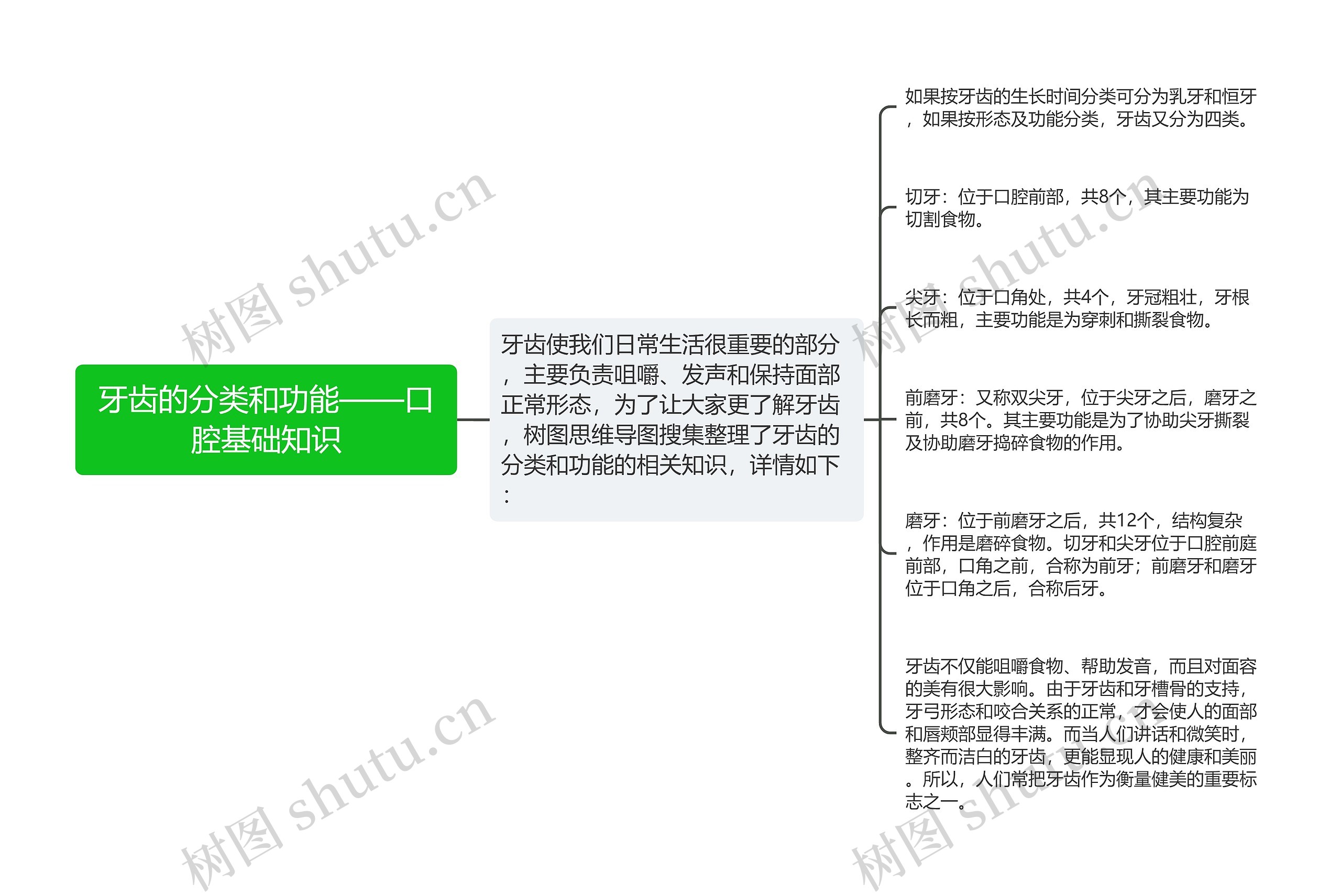 牙齿的分类和功能——口腔基础知识