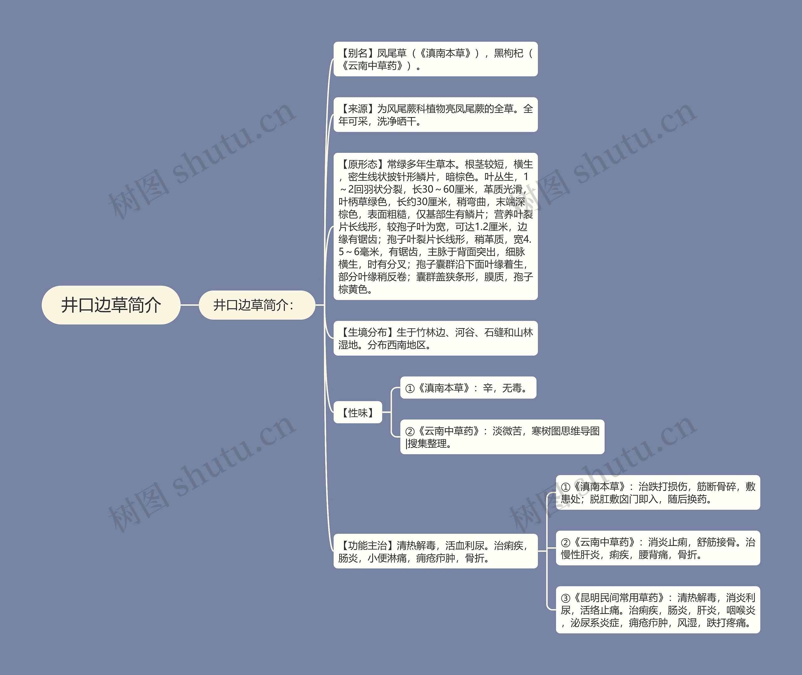 井口边草简介思维导图