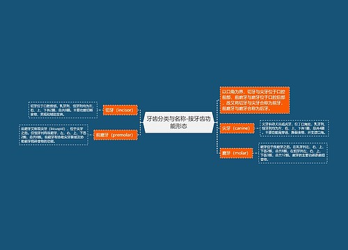 牙齿分类与名称-按牙齿功能形态