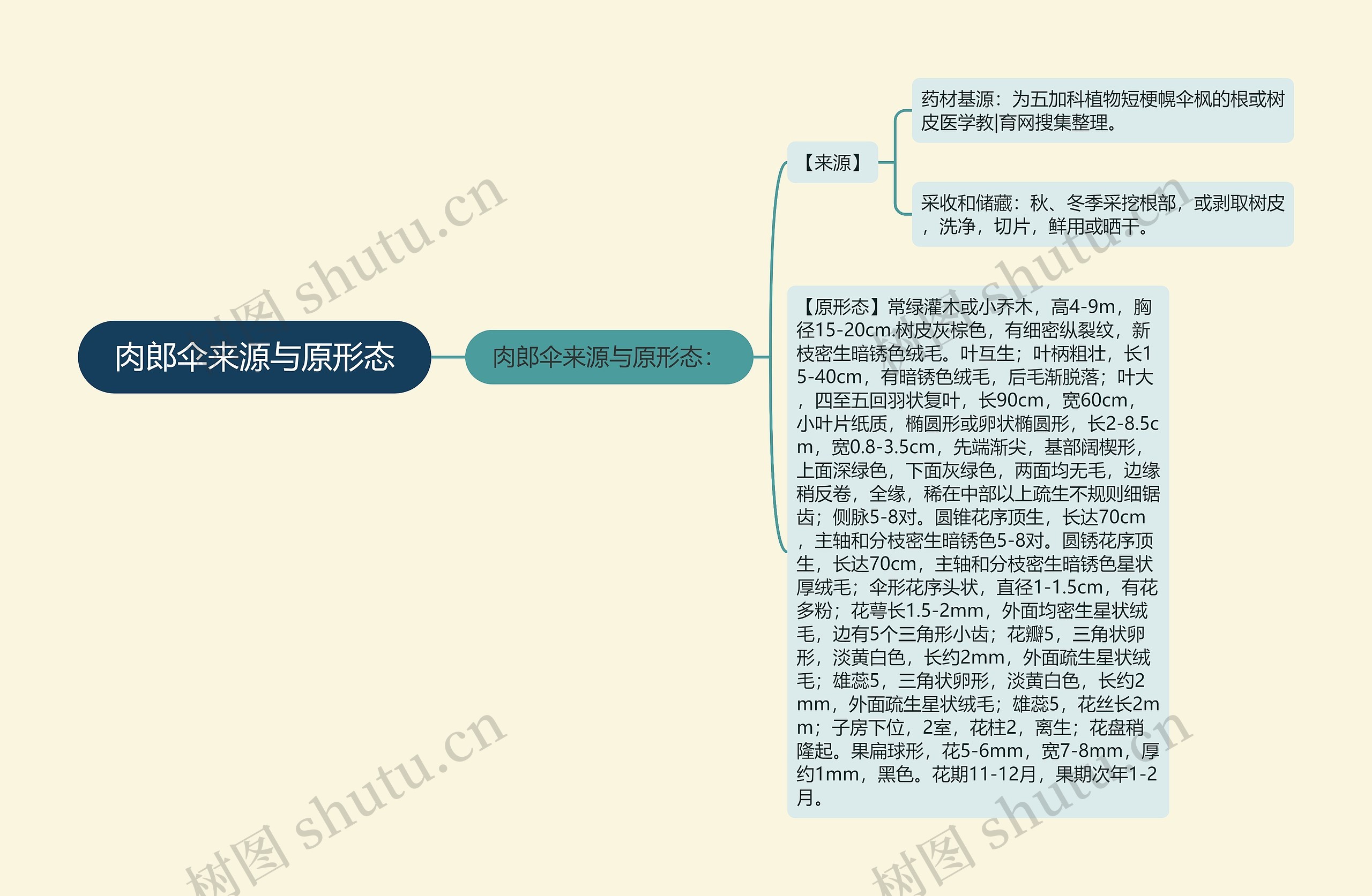 肉郎伞来源与原形态思维导图