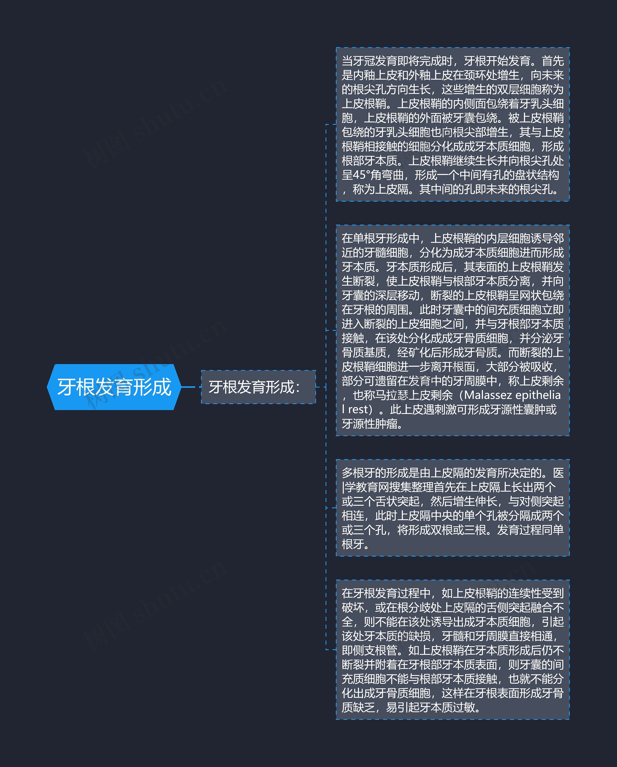 牙根发育形成思维导图