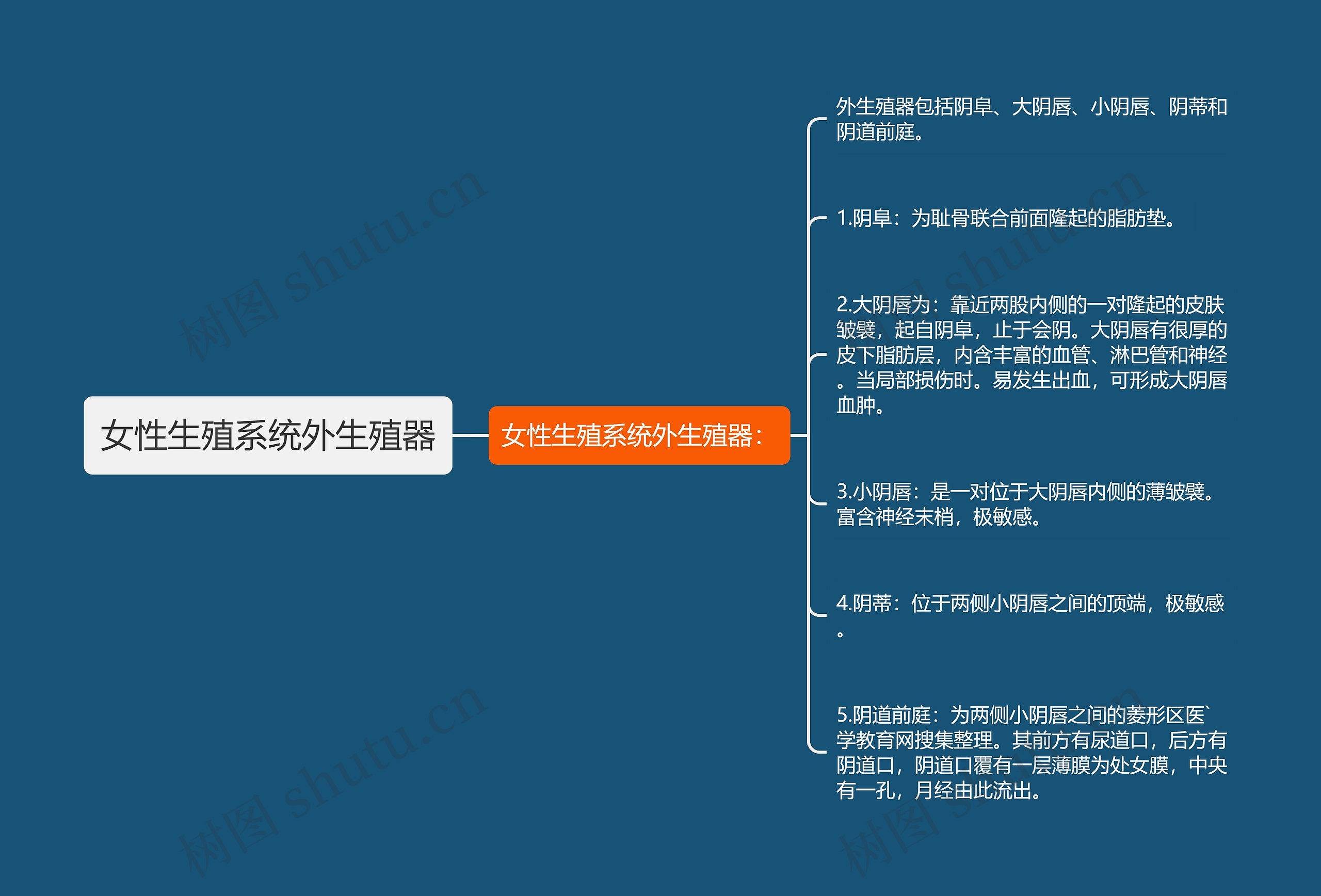 女性生殖系统外生殖器思维导图