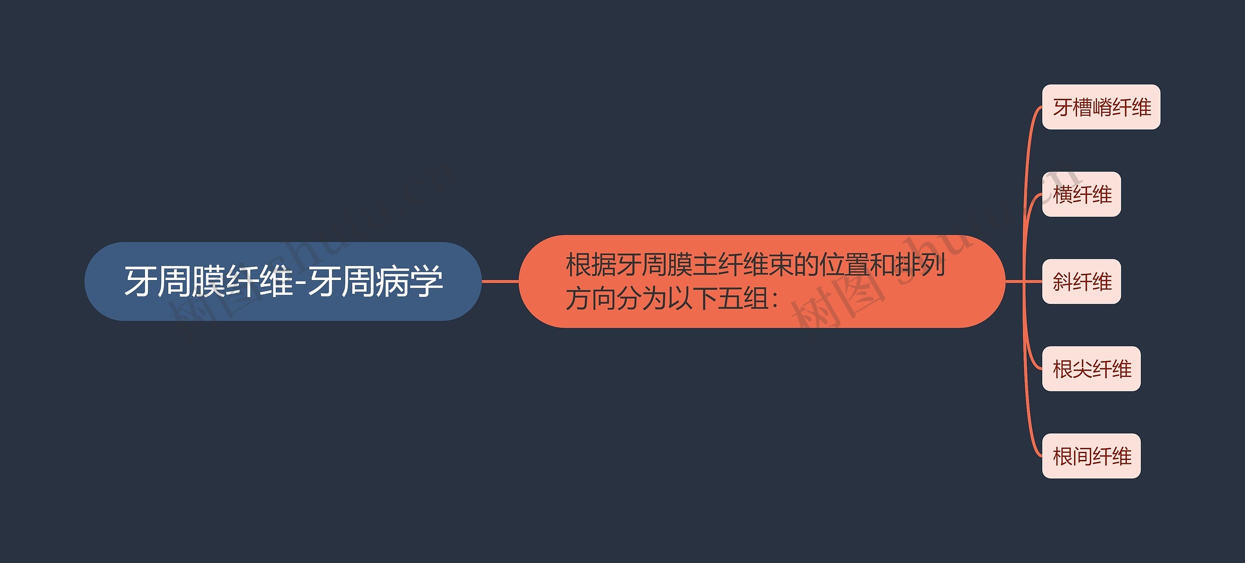 牙周膜纤维-牙周病学