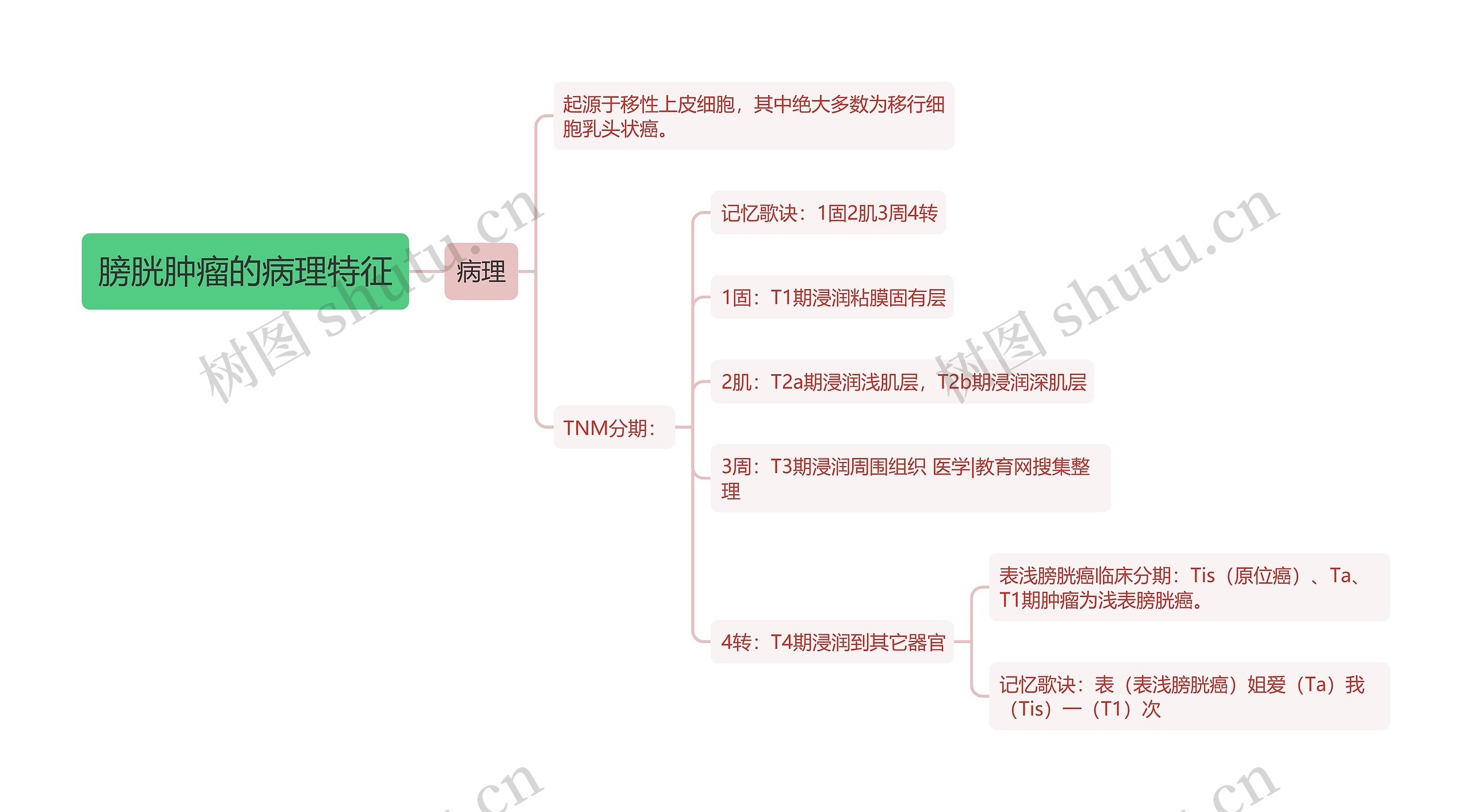 膀胱肿瘤的病理特征思维导图