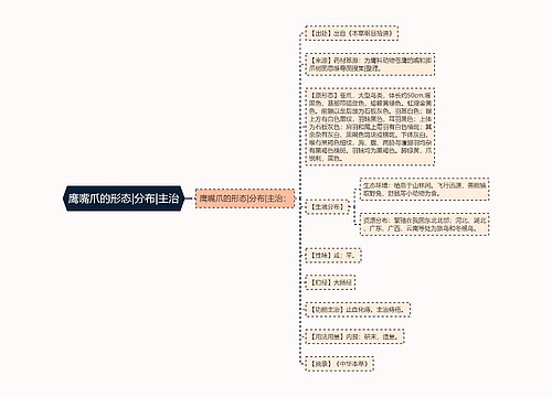 鹰嘴爪的形态|分布|主治