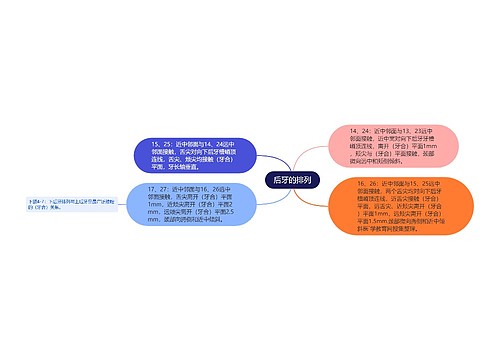 后牙的排列