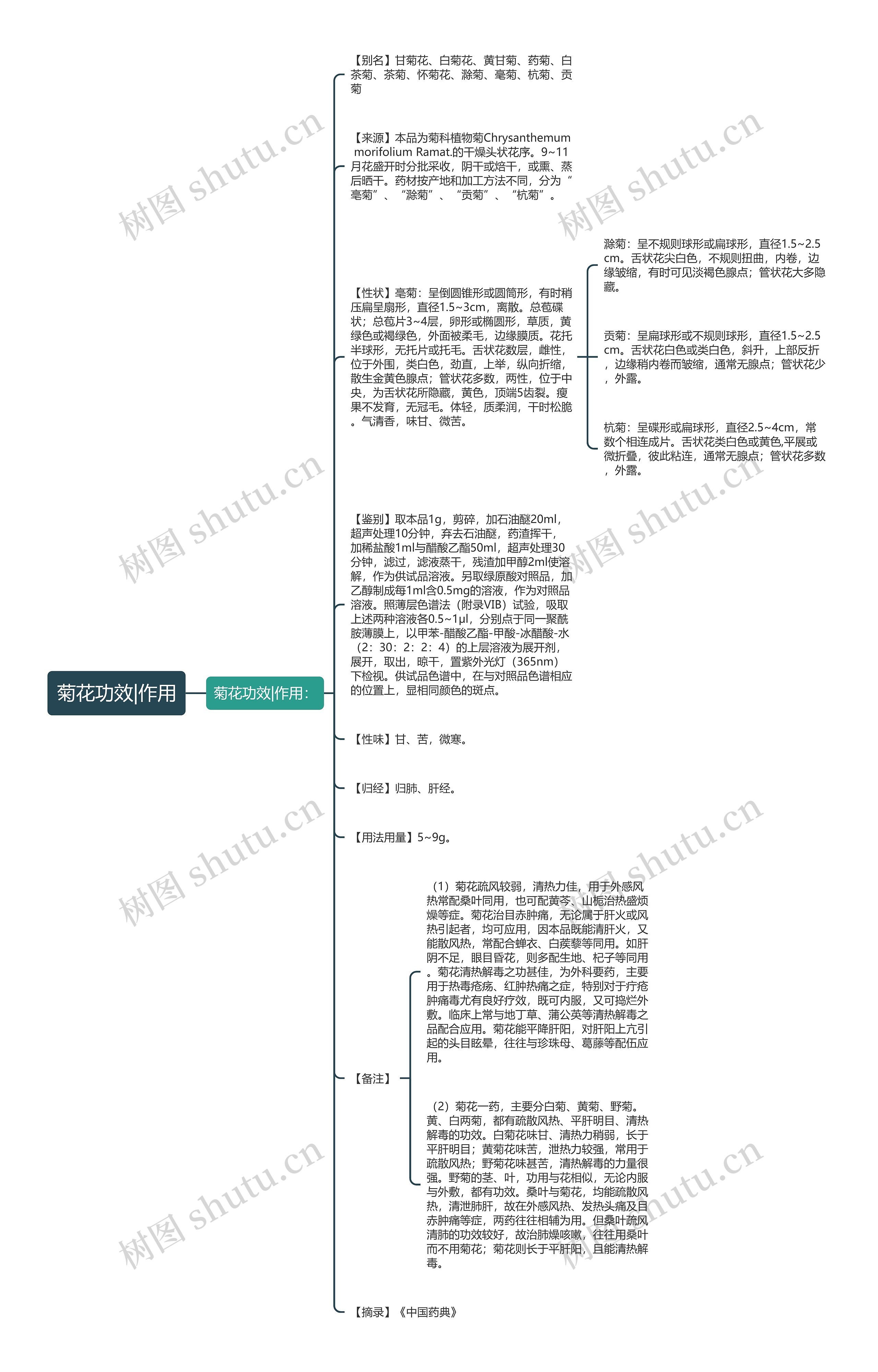 菊花功效|作用思维导图