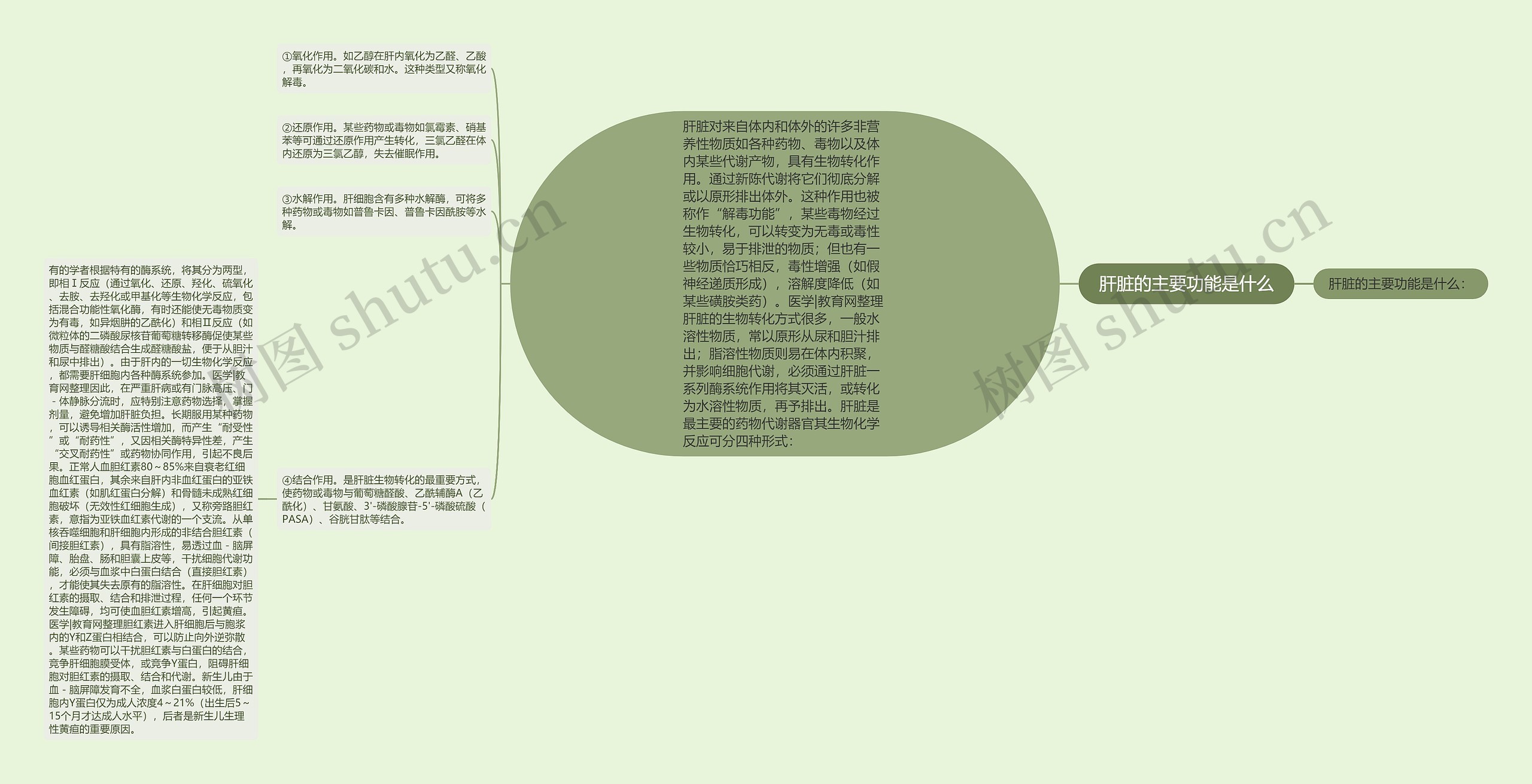 肝脏的主要功能是什么