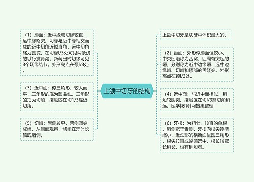 上颌中切牙的结构